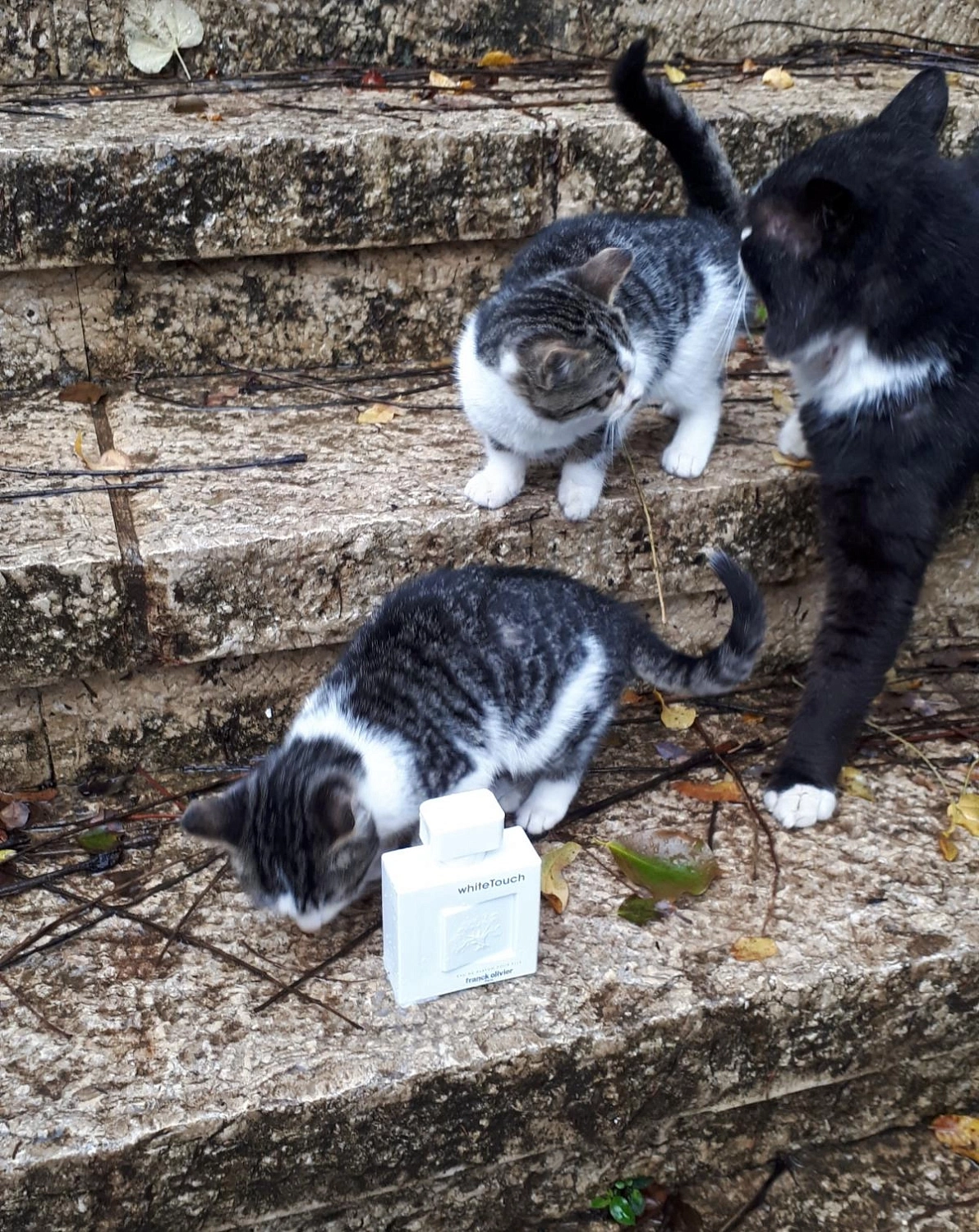 Franck Olivier White Touch