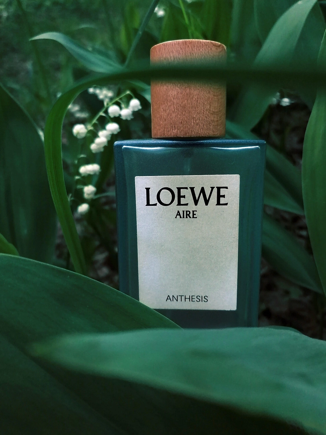 Loewe Aire Anthesis
