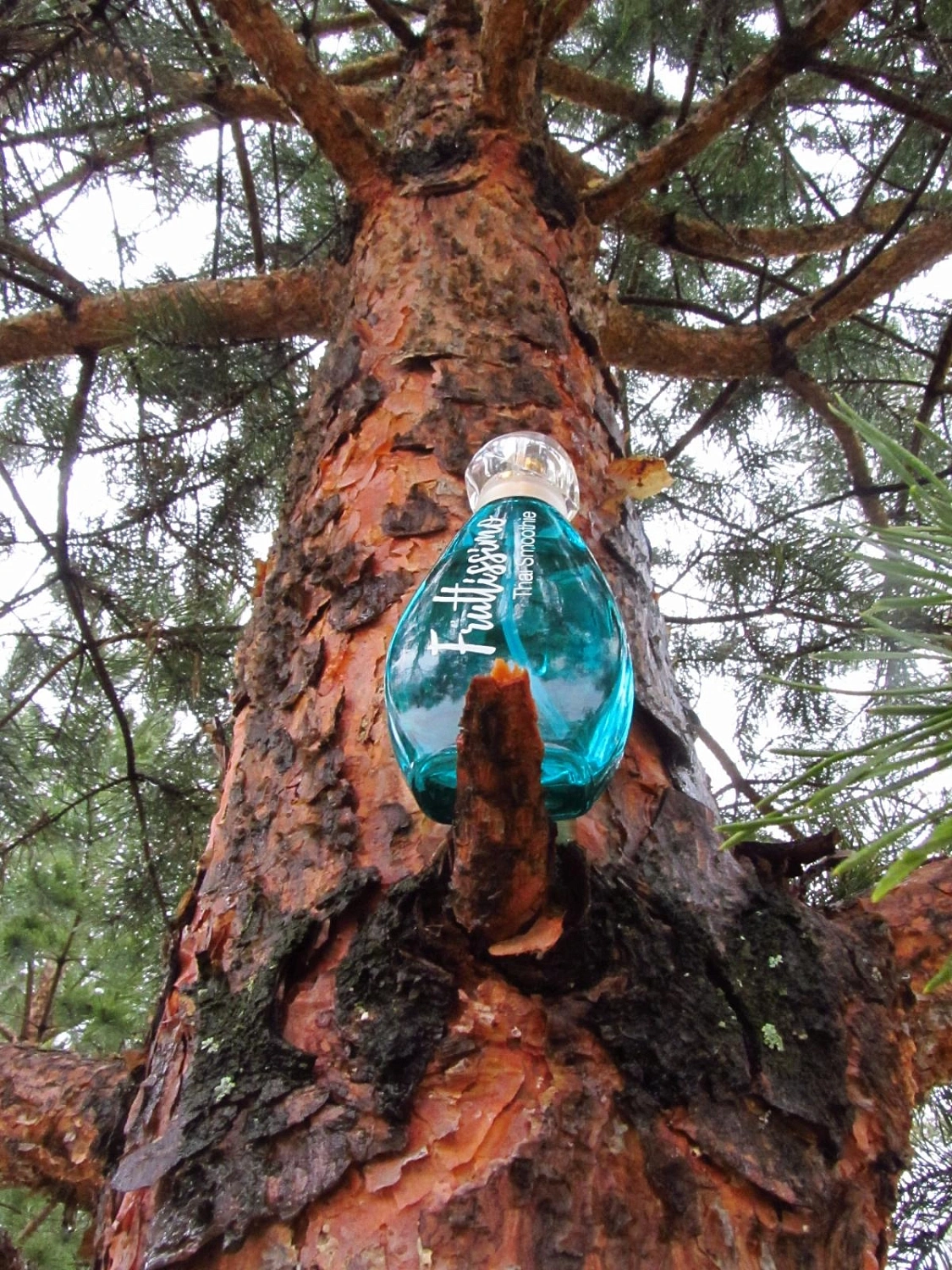 Brocard Фрутиссимо Таи Cмузи