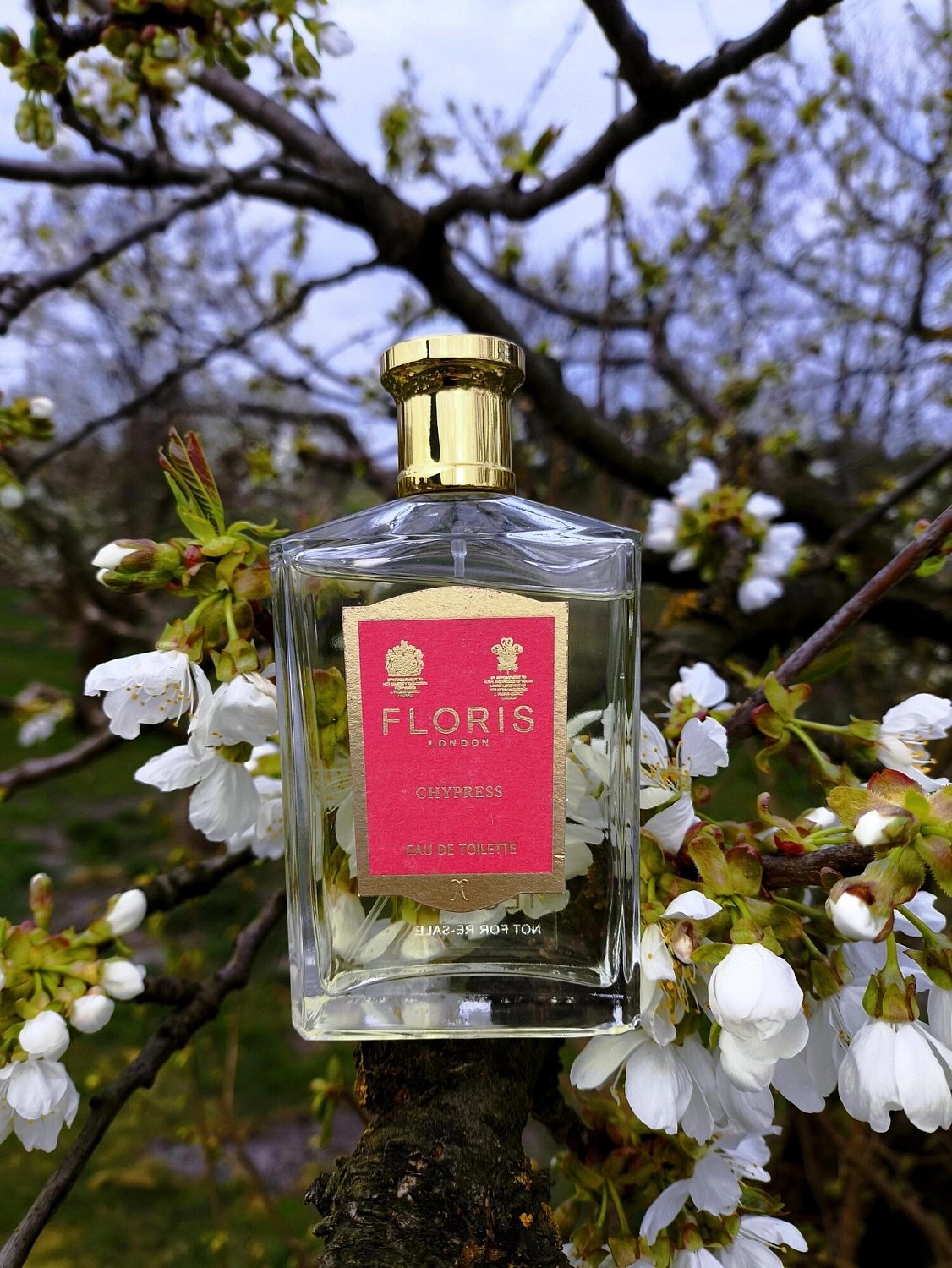 Floris Chypress