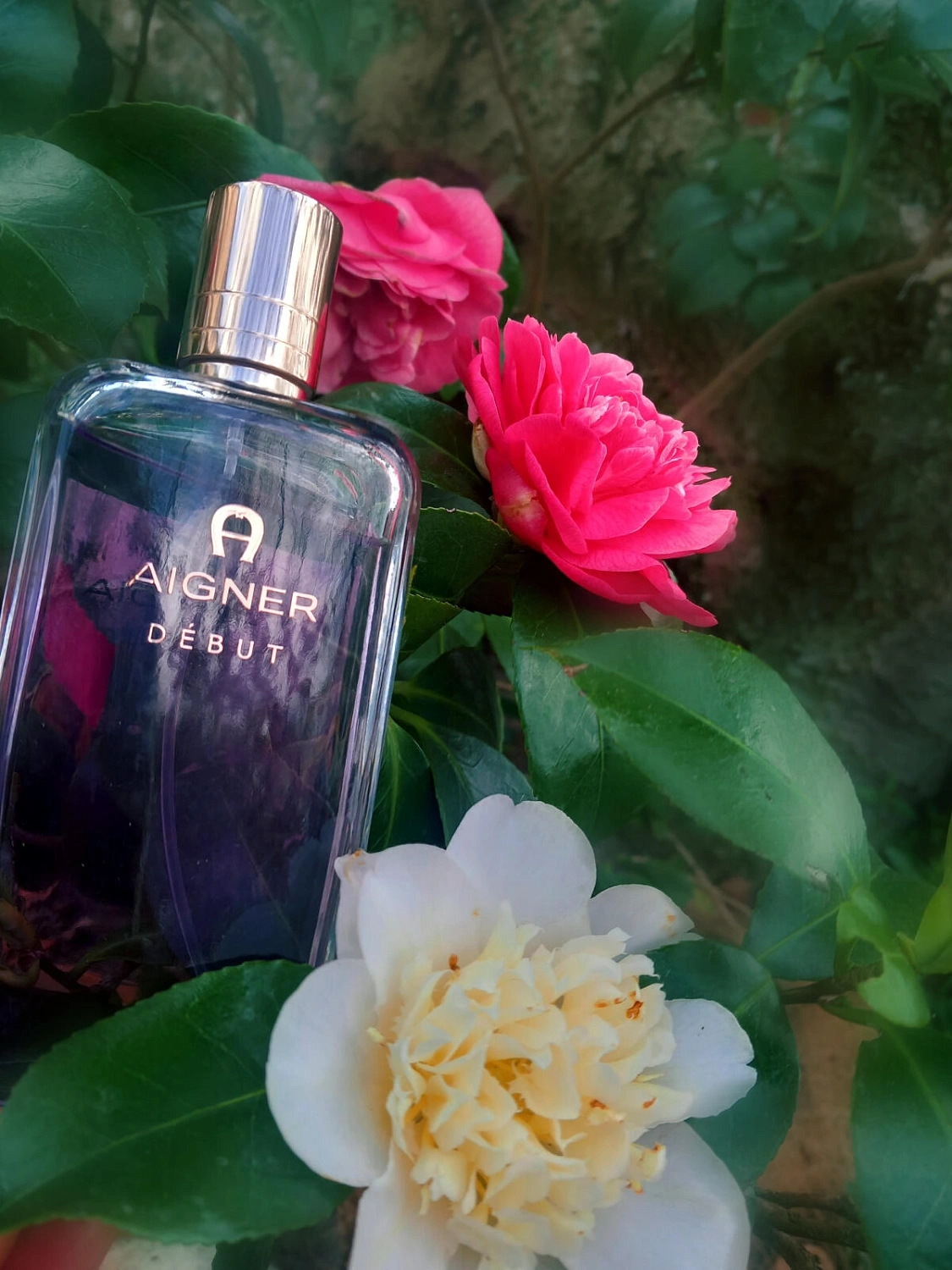 Aigner Debut Aigner Debut