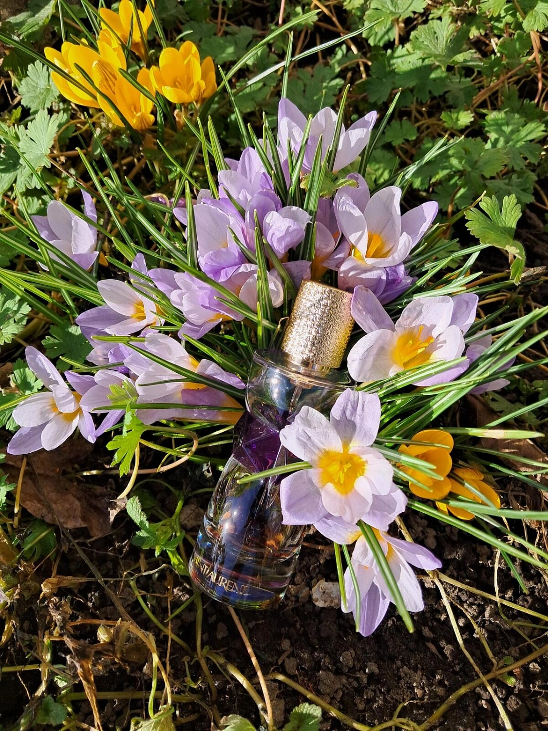 Yves Saint Laurent Manifesto