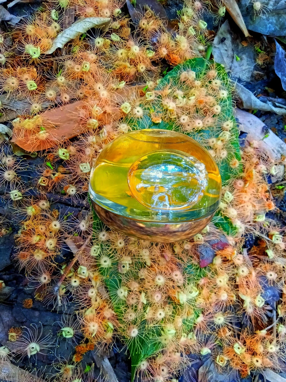 DKNY Golden Delicious