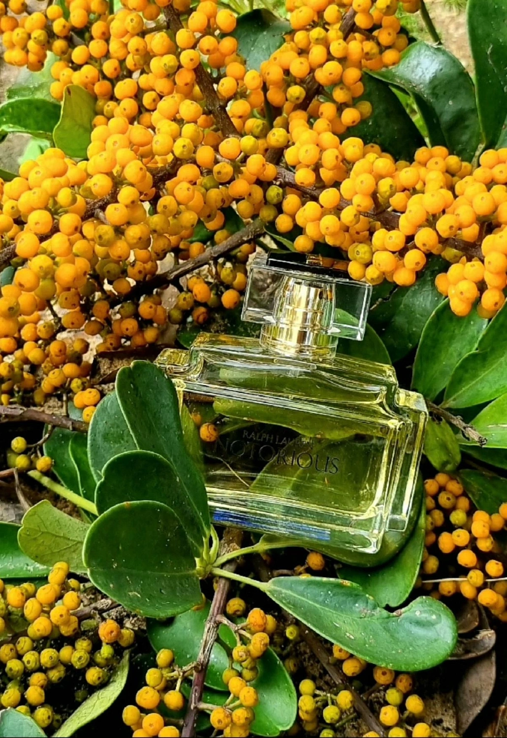 Ralph Lauren Notorious