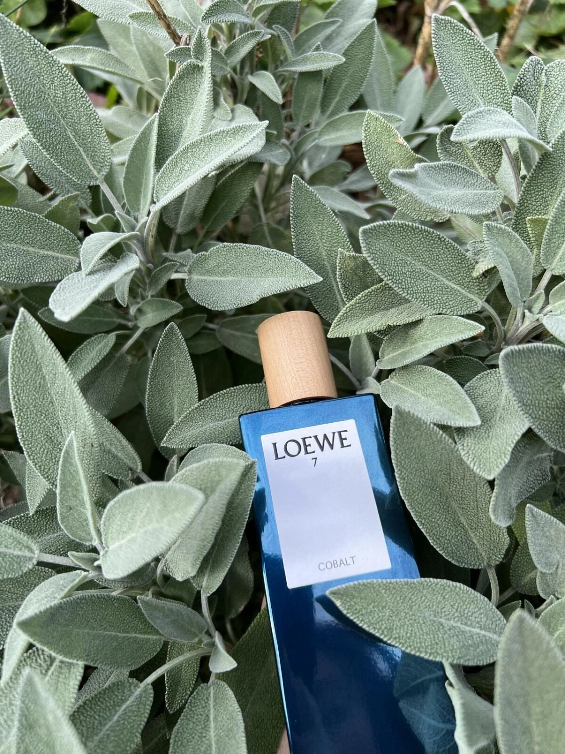 Loewe 7 Cobalt