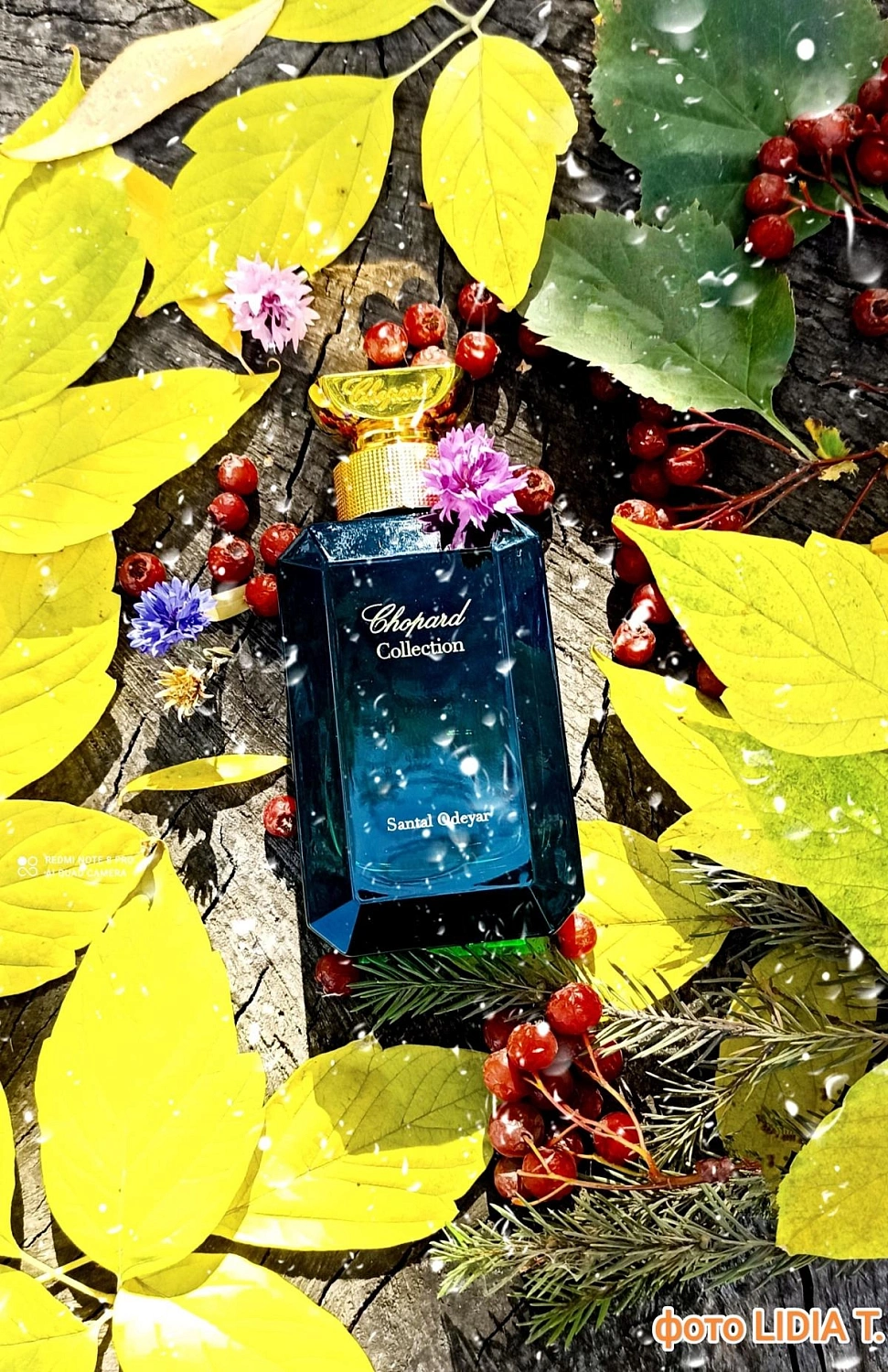 Chopard Santal Odeyar