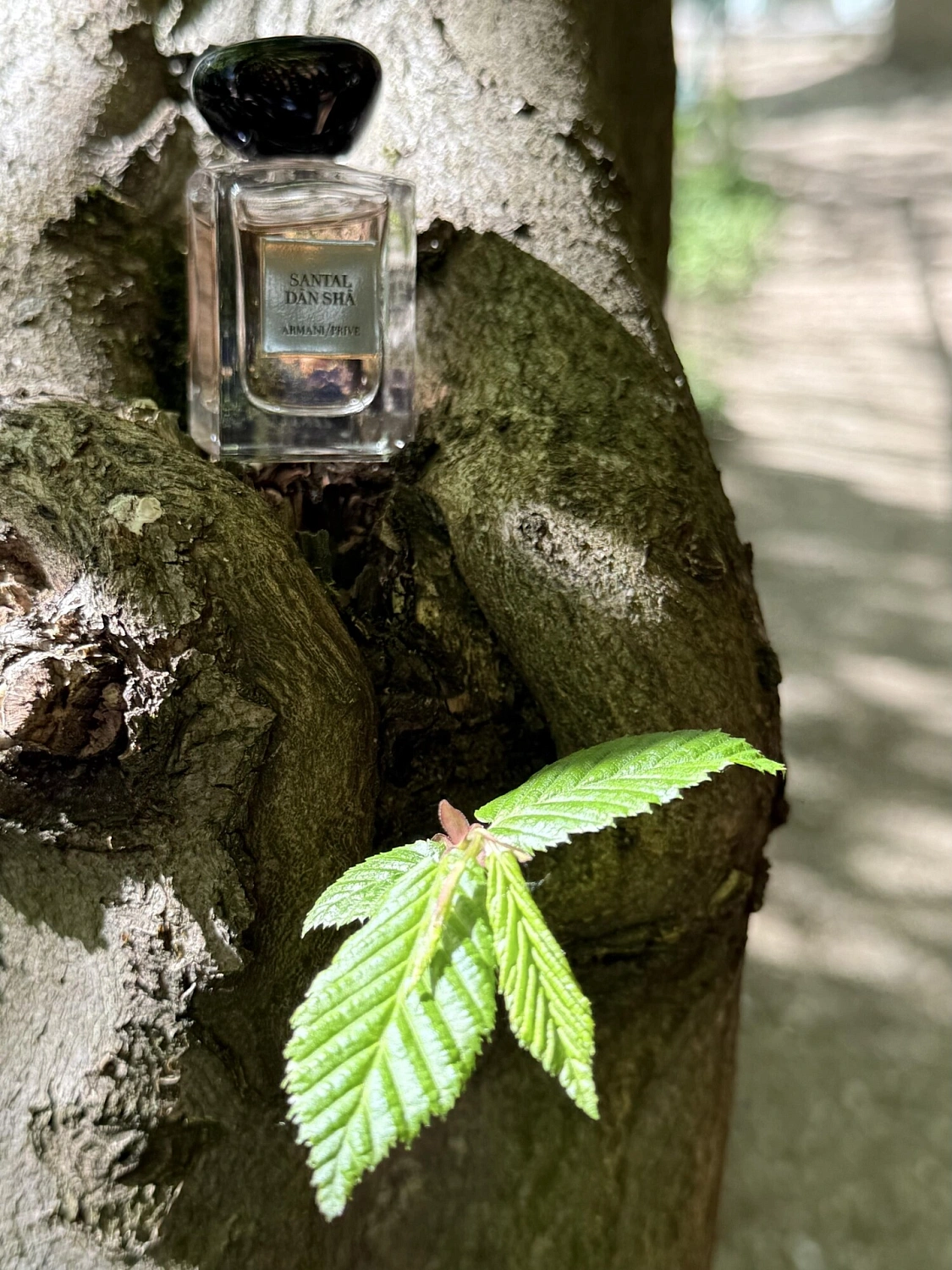 Armani Santal Dan Sha