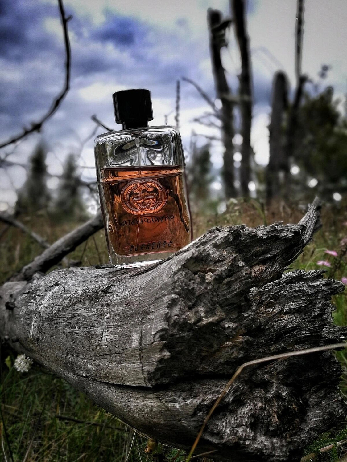 Gucci Guilty Absolute