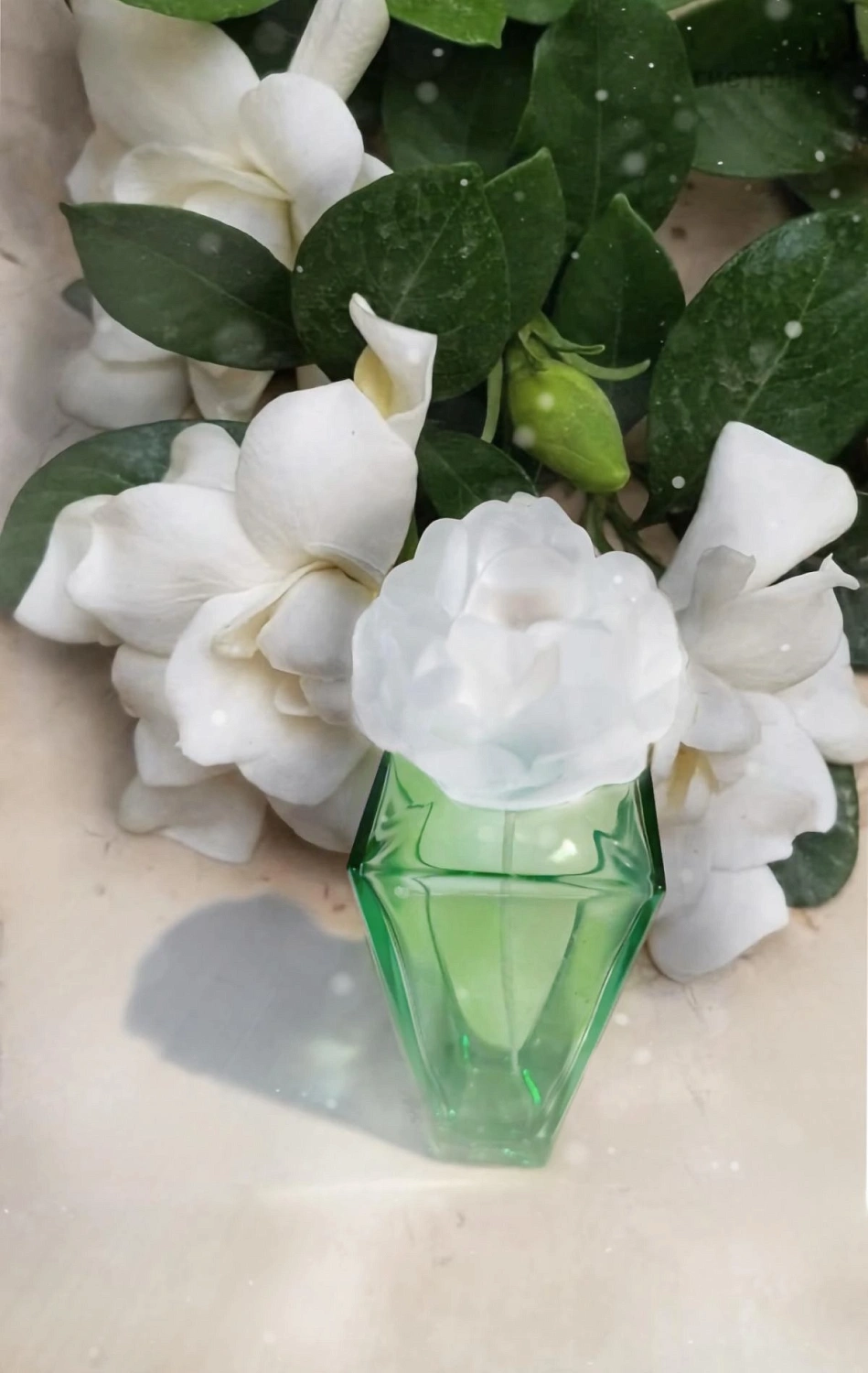 Elizabeth Taylor Gardenia Elizabeth Taylor Gardenia
