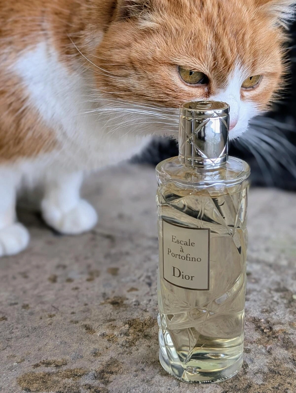 Christian Dior Escale a Portofino