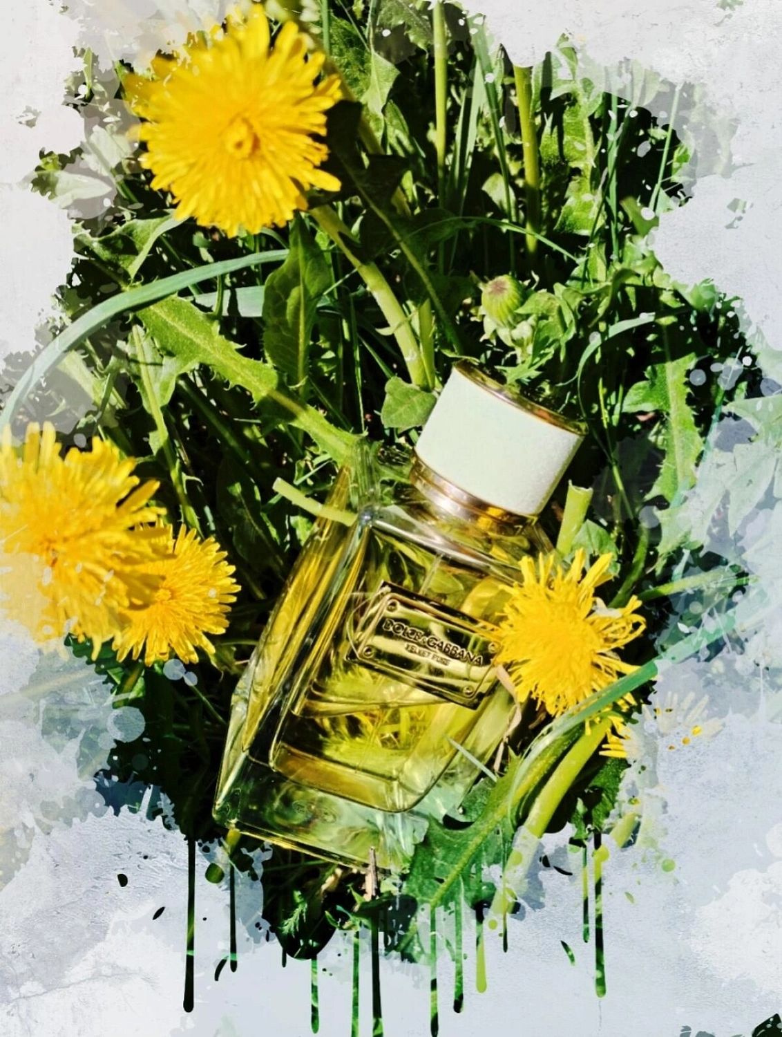 DOLCE & GABBANA Velvet Pure