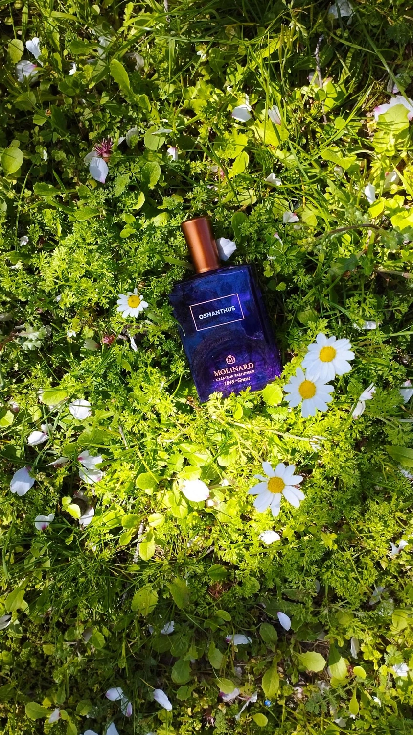 Molinard Osmanthus