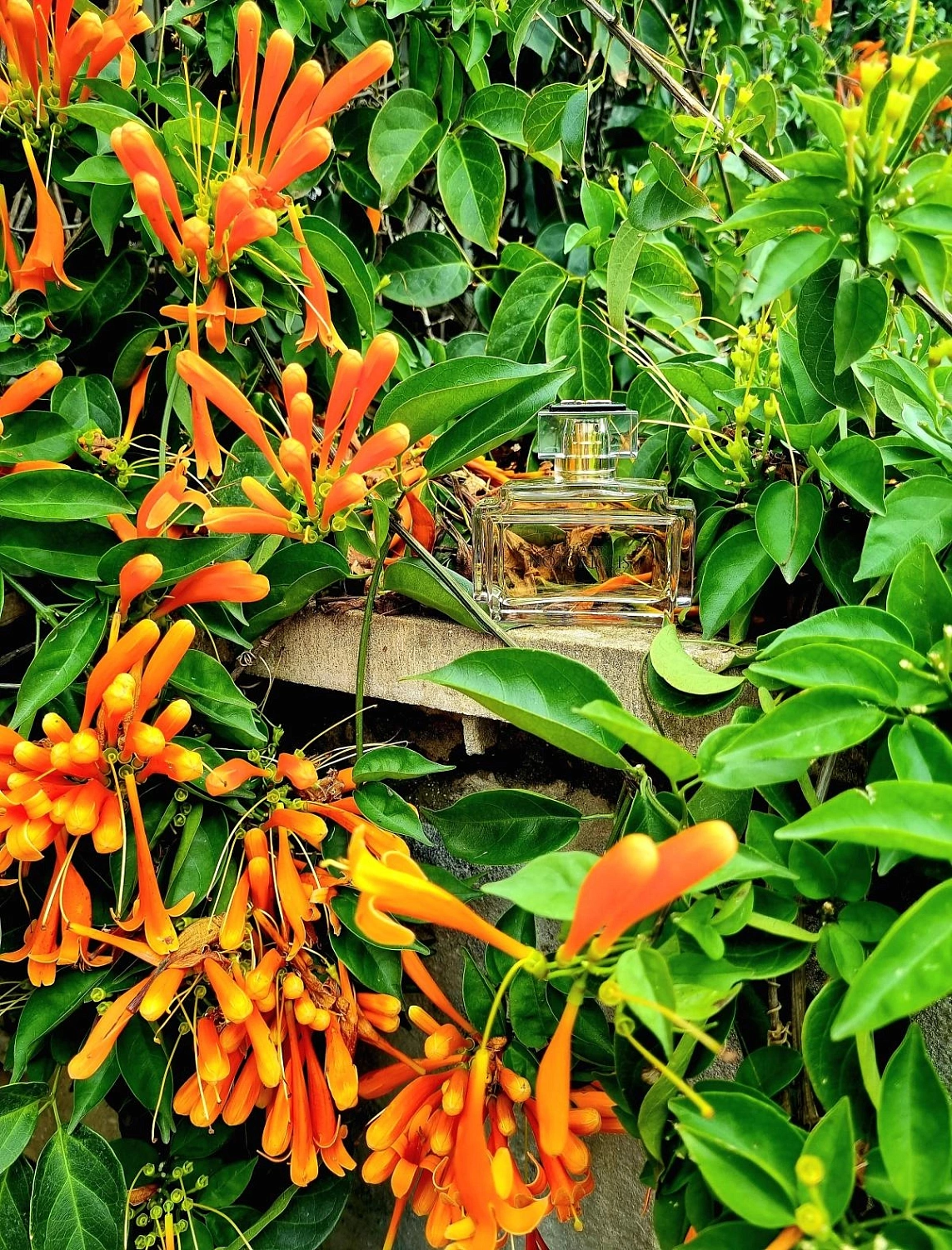 Ralph Lauren Notorious