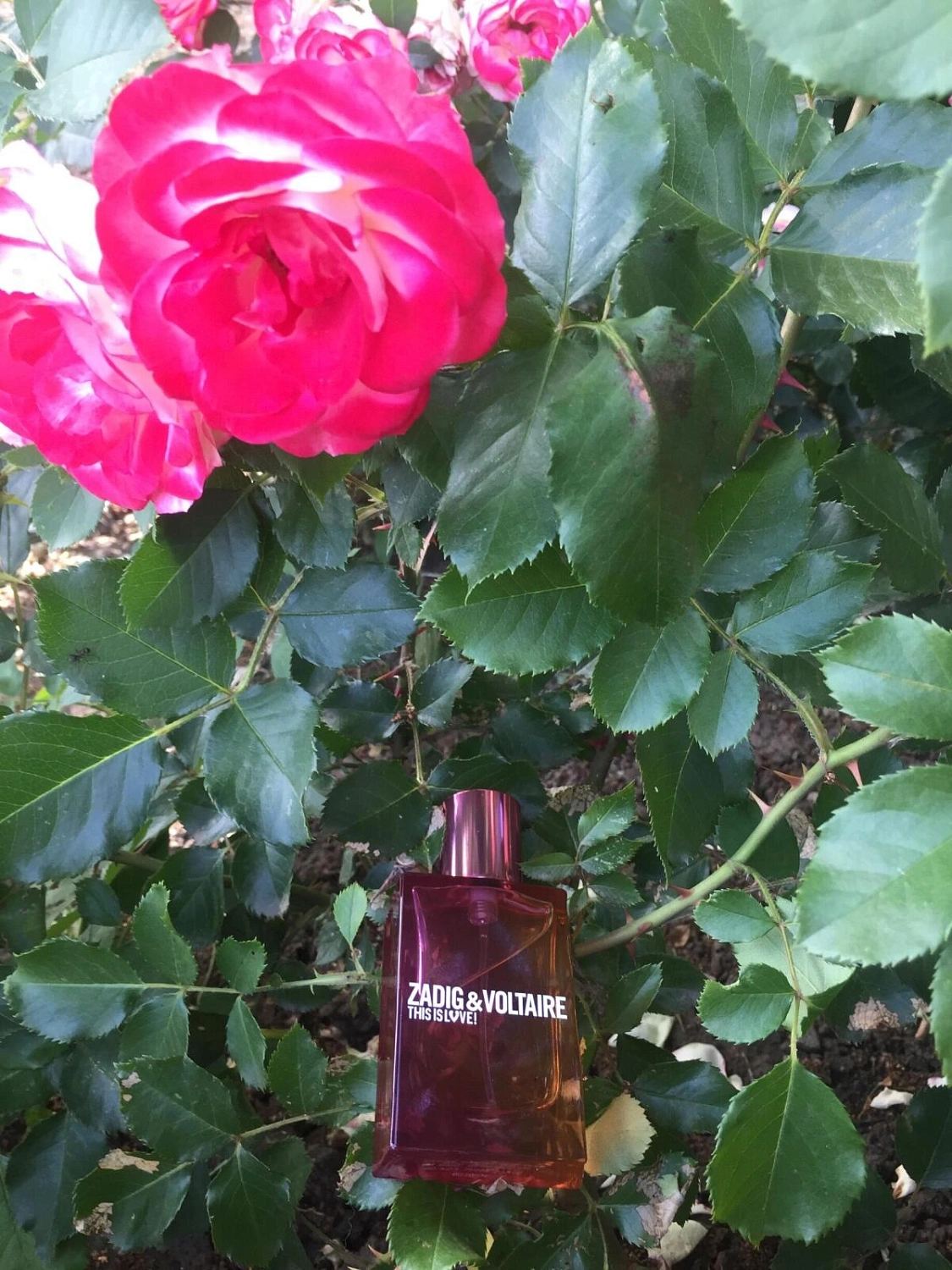 ZADIG & VOLTAIRE This Is Love! for Her