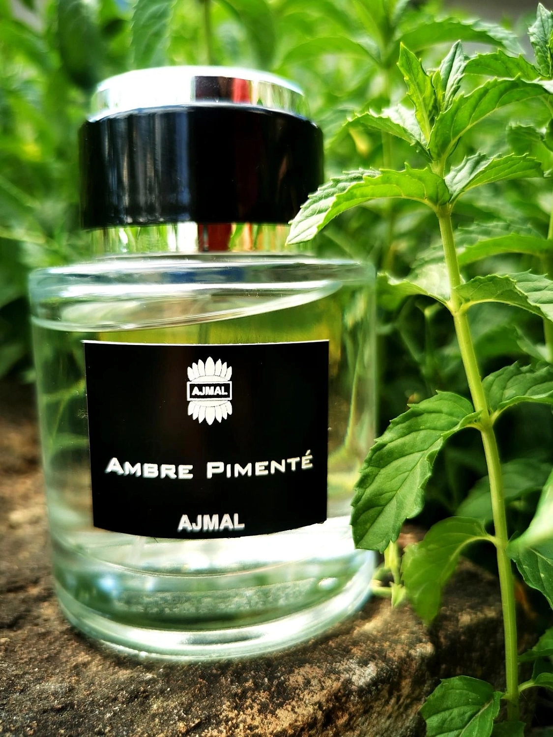 Ajmal Ambre Pimente