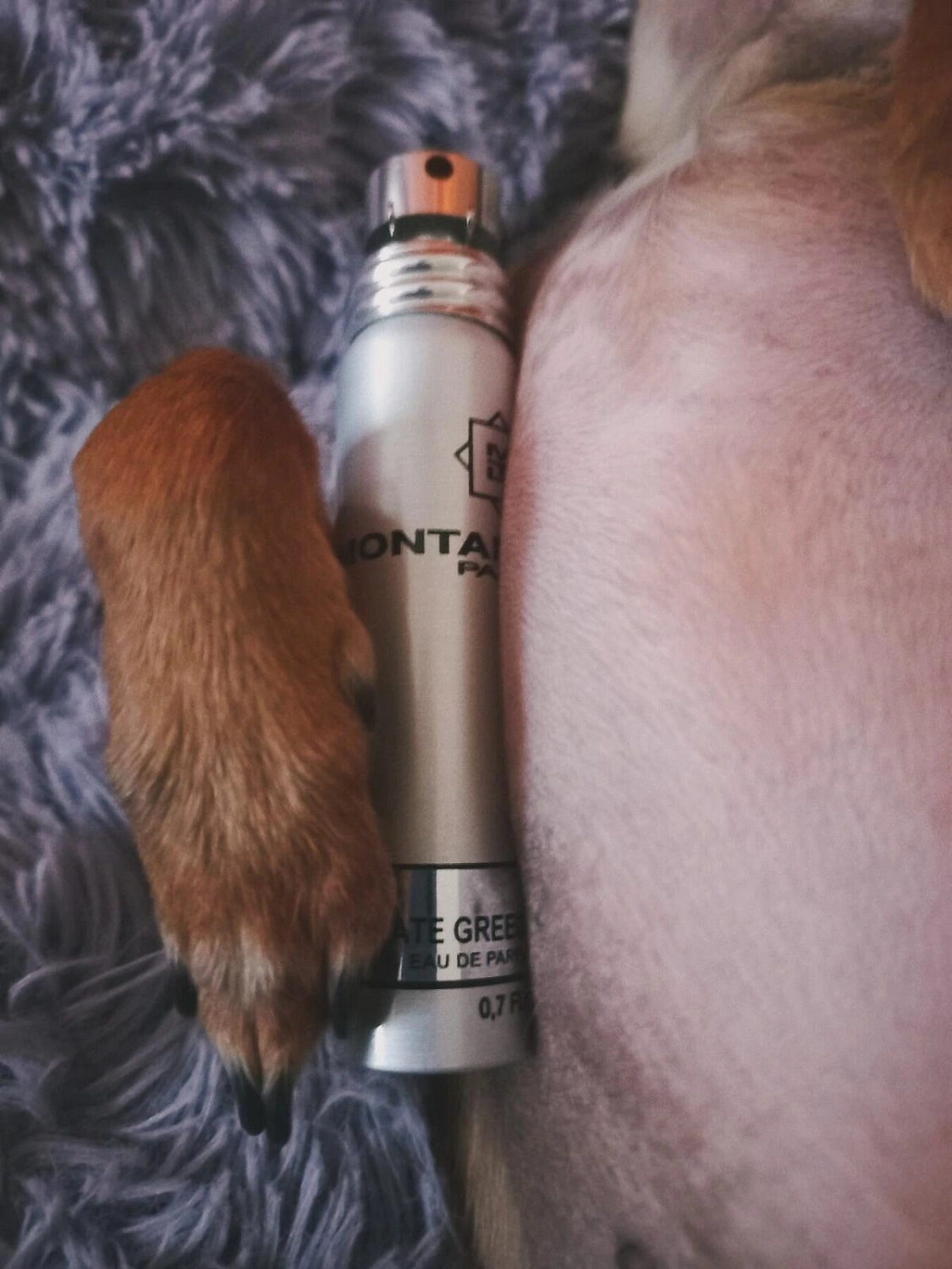 MONTALE Chocolate Greedy