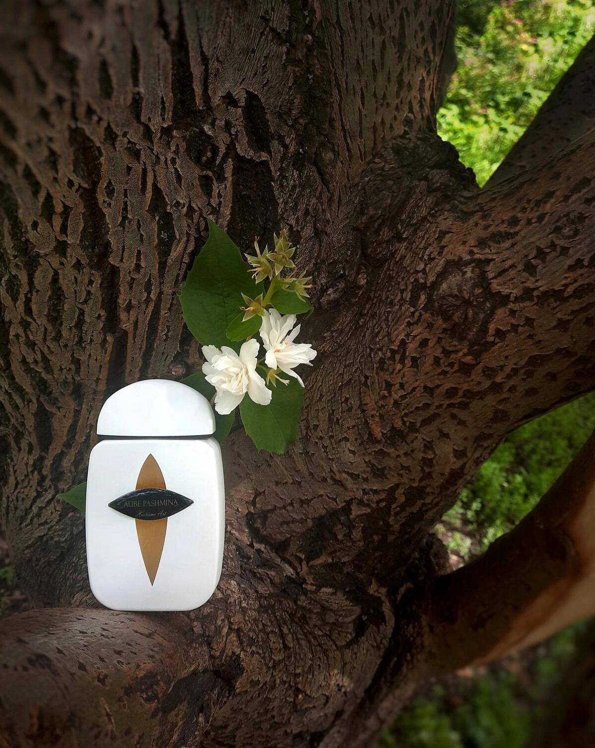 Pierre Guillaume Aube Pashmina