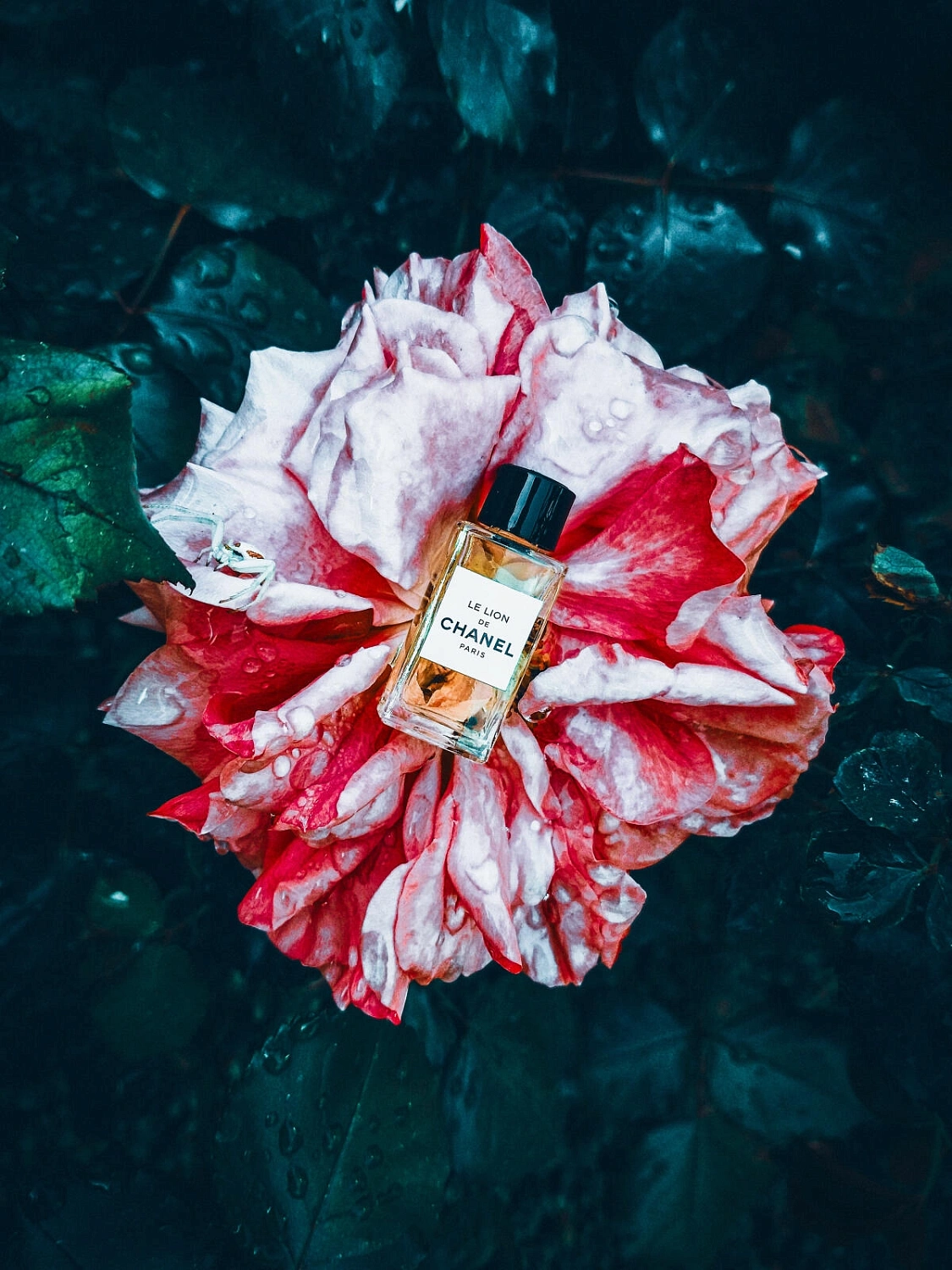 Le Lion de Chanel