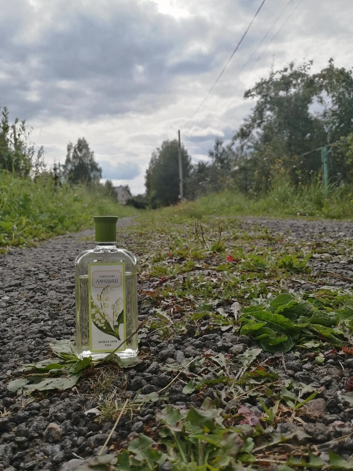 Novaya Zarya (Новая Заря) Ландыш