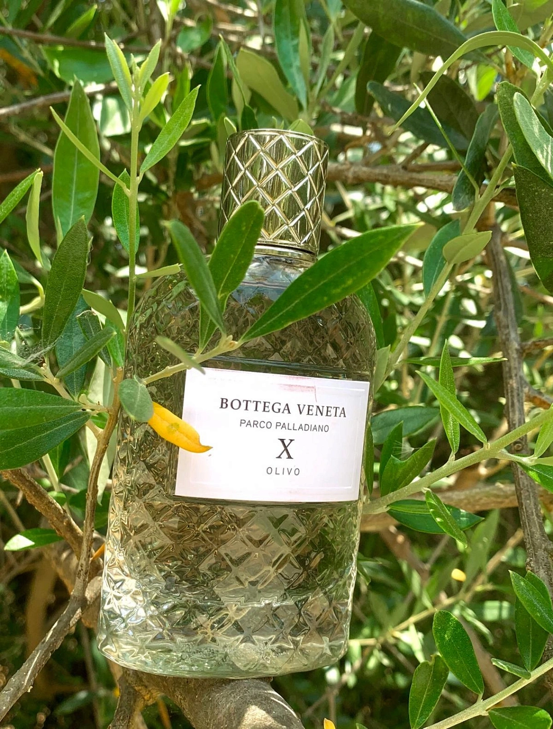 Bottega Veneta Parco Palladiano X: Olive