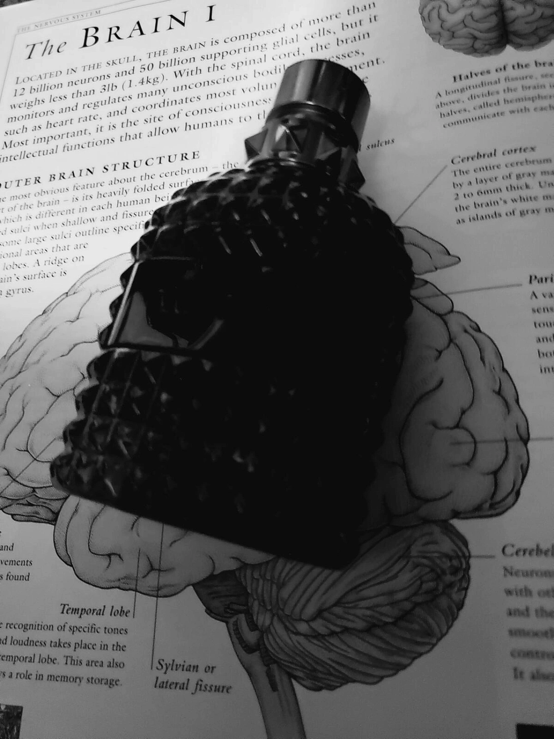 Valentino Uomo Intense 2021