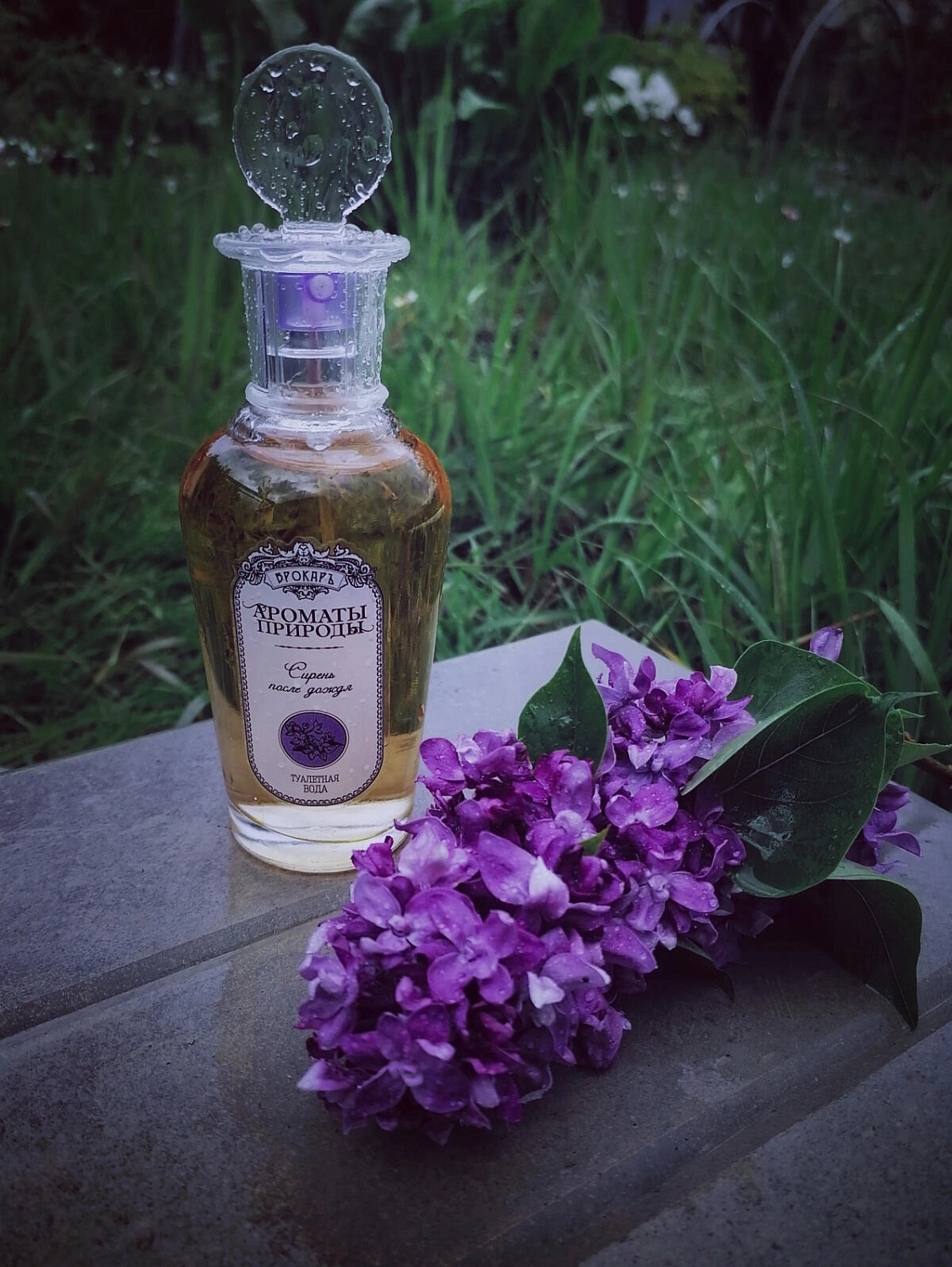 Brocard Сирень после дождя