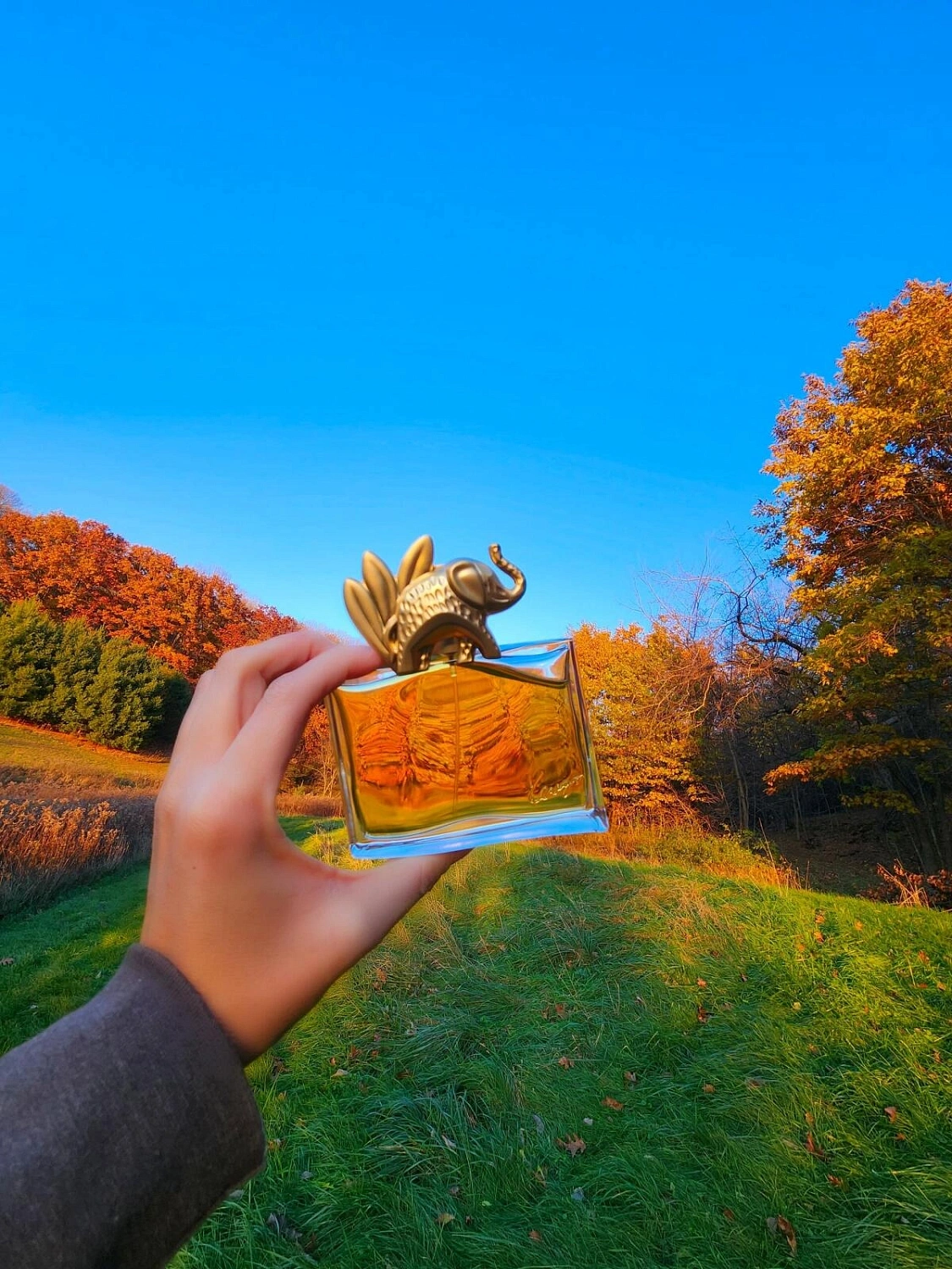 KENZO Jungle L’elephant