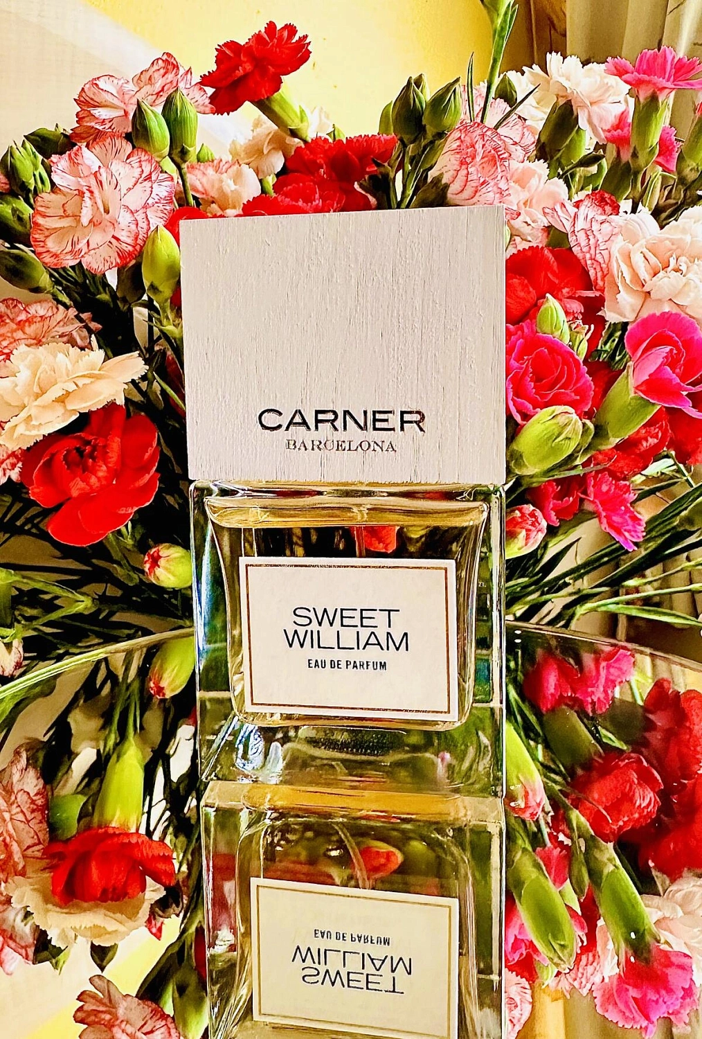 Carner Barcelona Sweet William