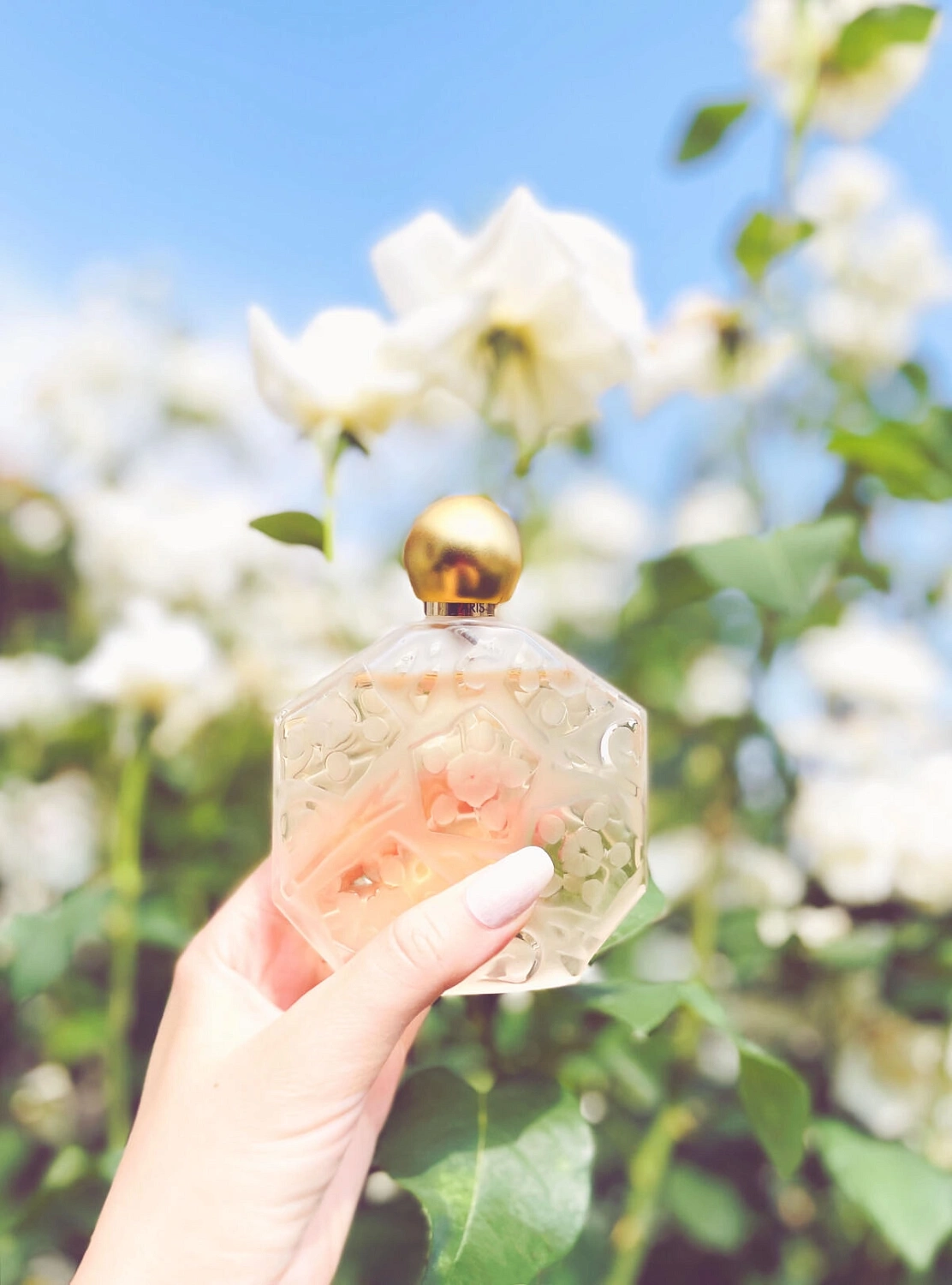 Jean Charles Brosseau Ombre Rose L’Original