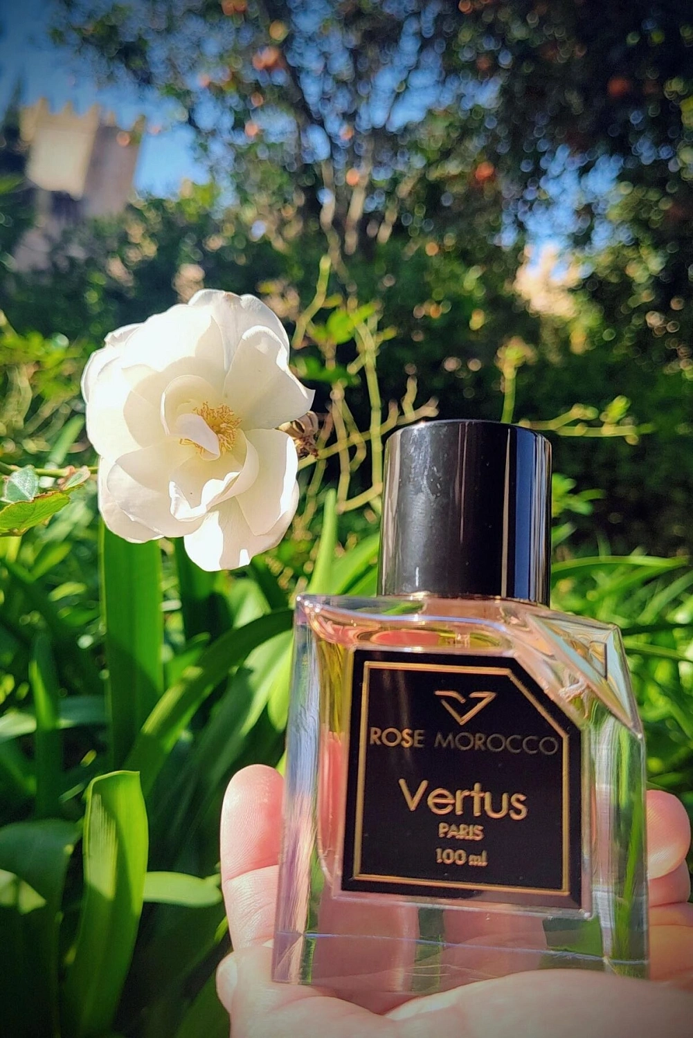 Vertus Rose Morroco