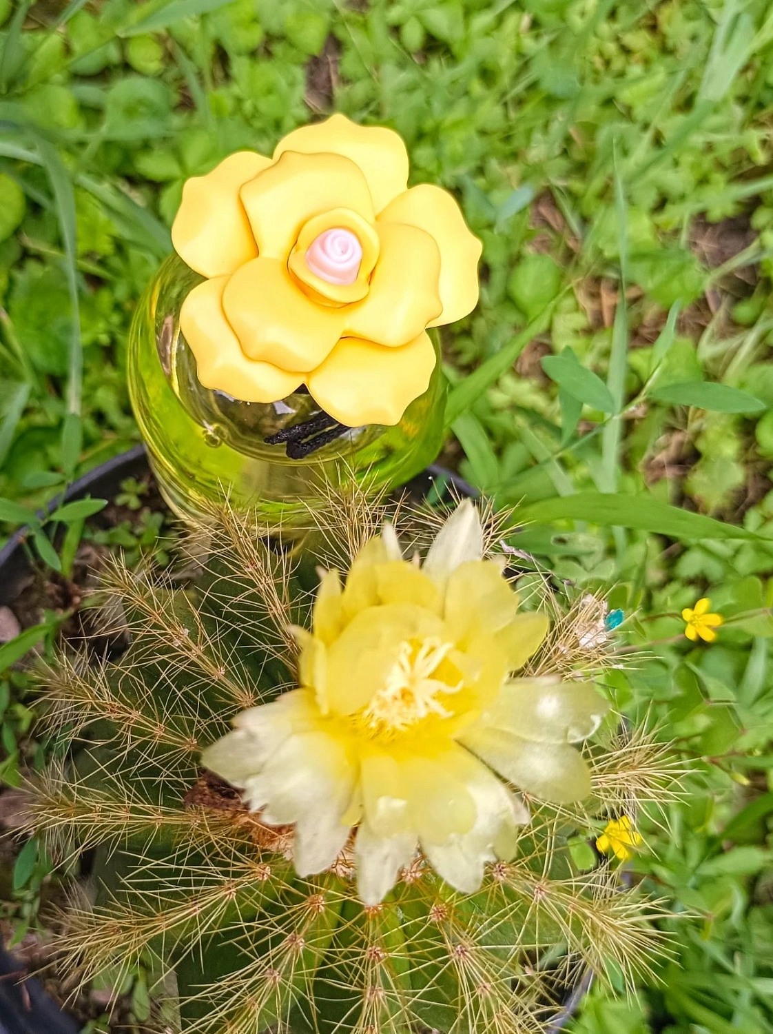 DOLCE & GABBANA Dolce Shine