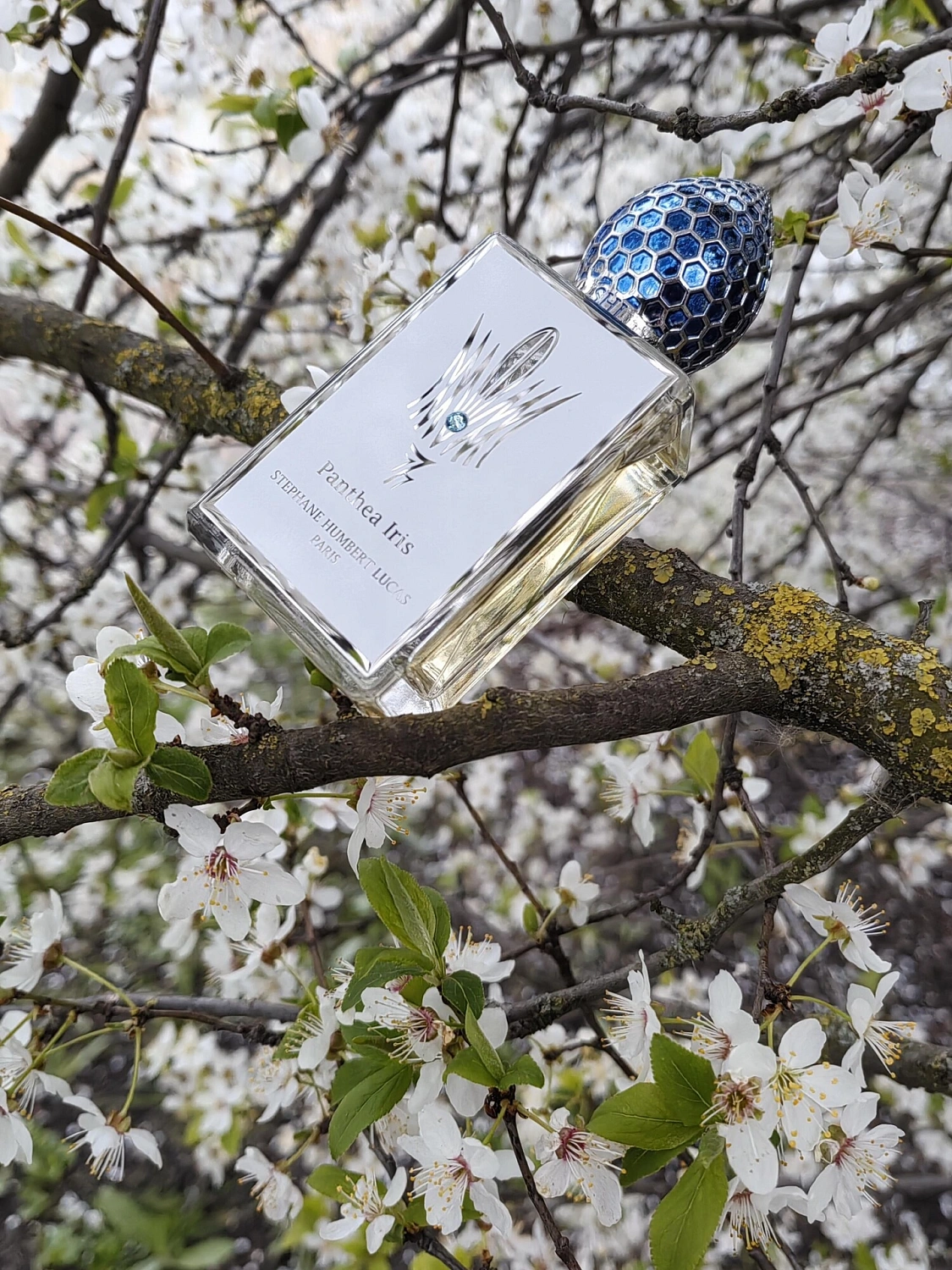 Stéphane Humbert Lucas 777 Panthea Iris