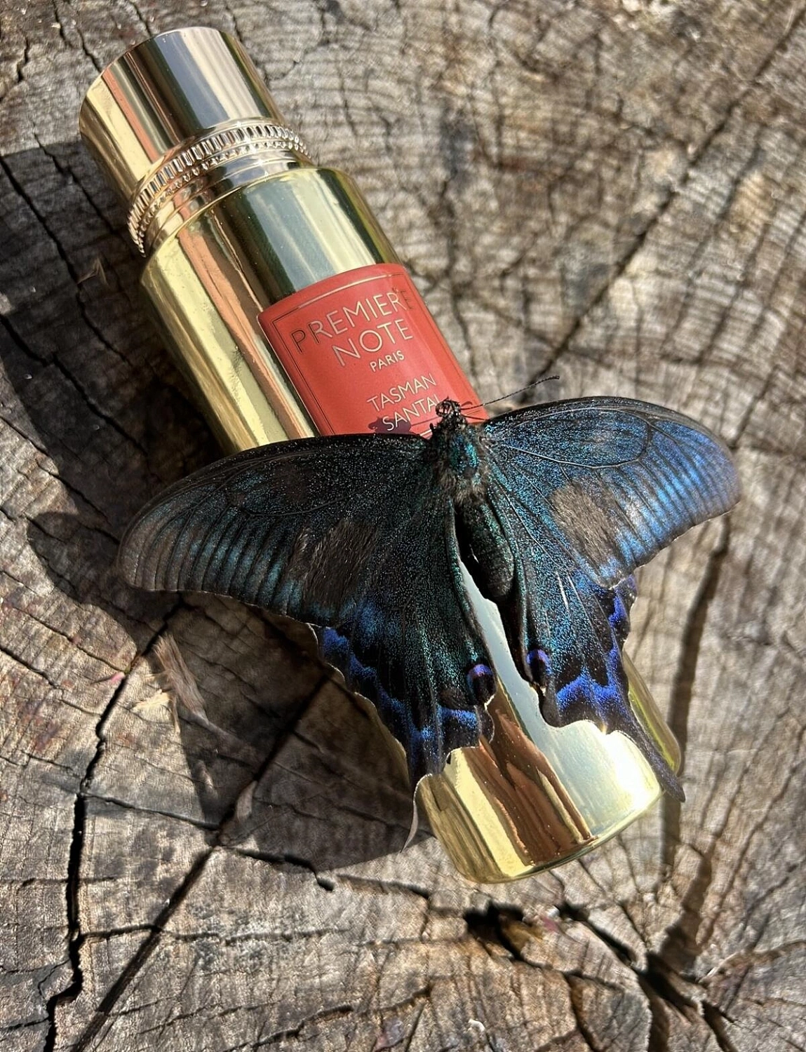 Premiere Note Tasman Santal