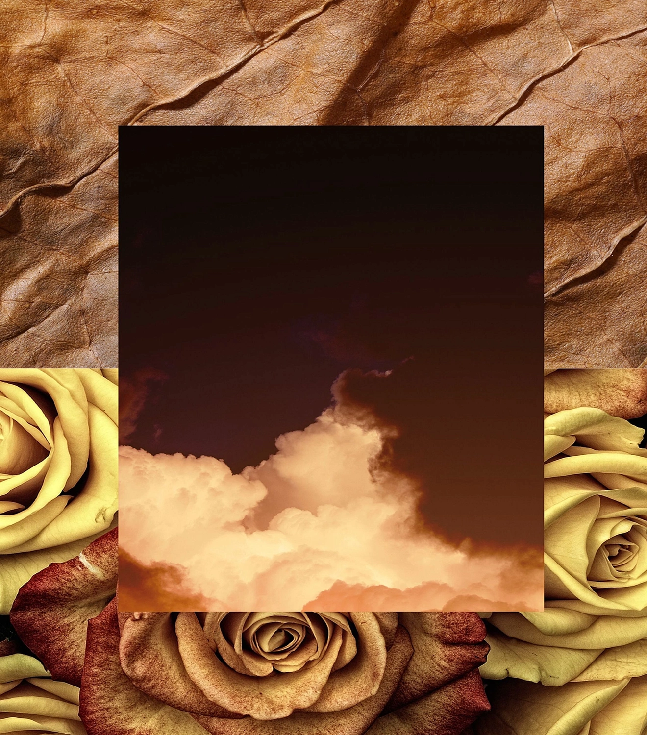 Aqualis Orion Aqualis Orion