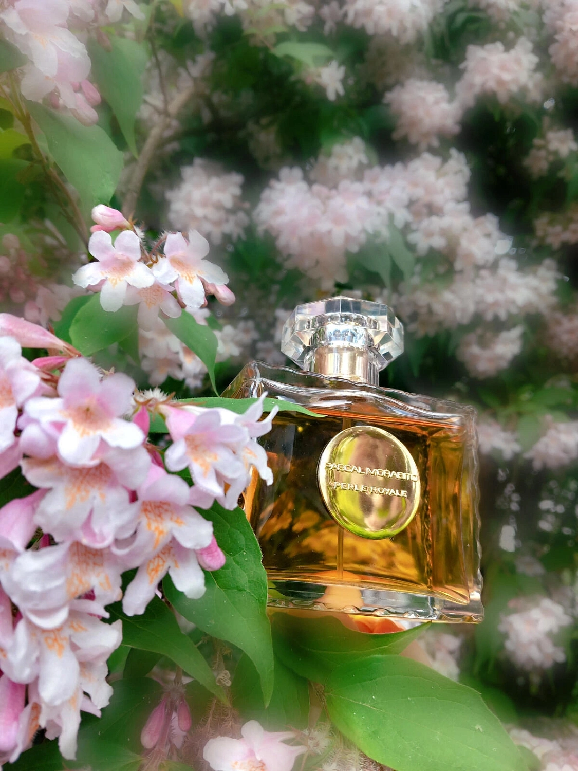 Pascal Morabito Perle Royale