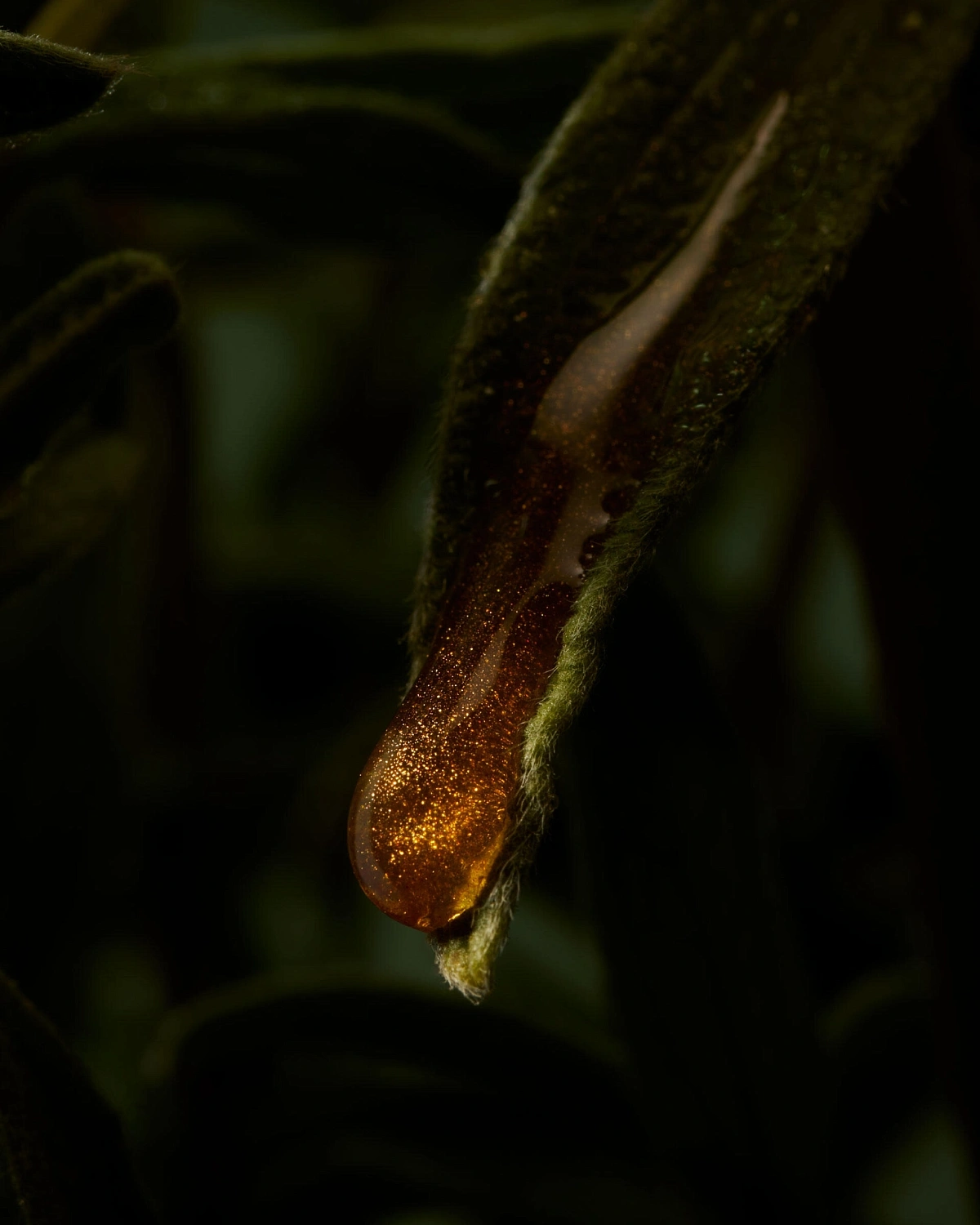 Santa Eulalia Obscuro Forte