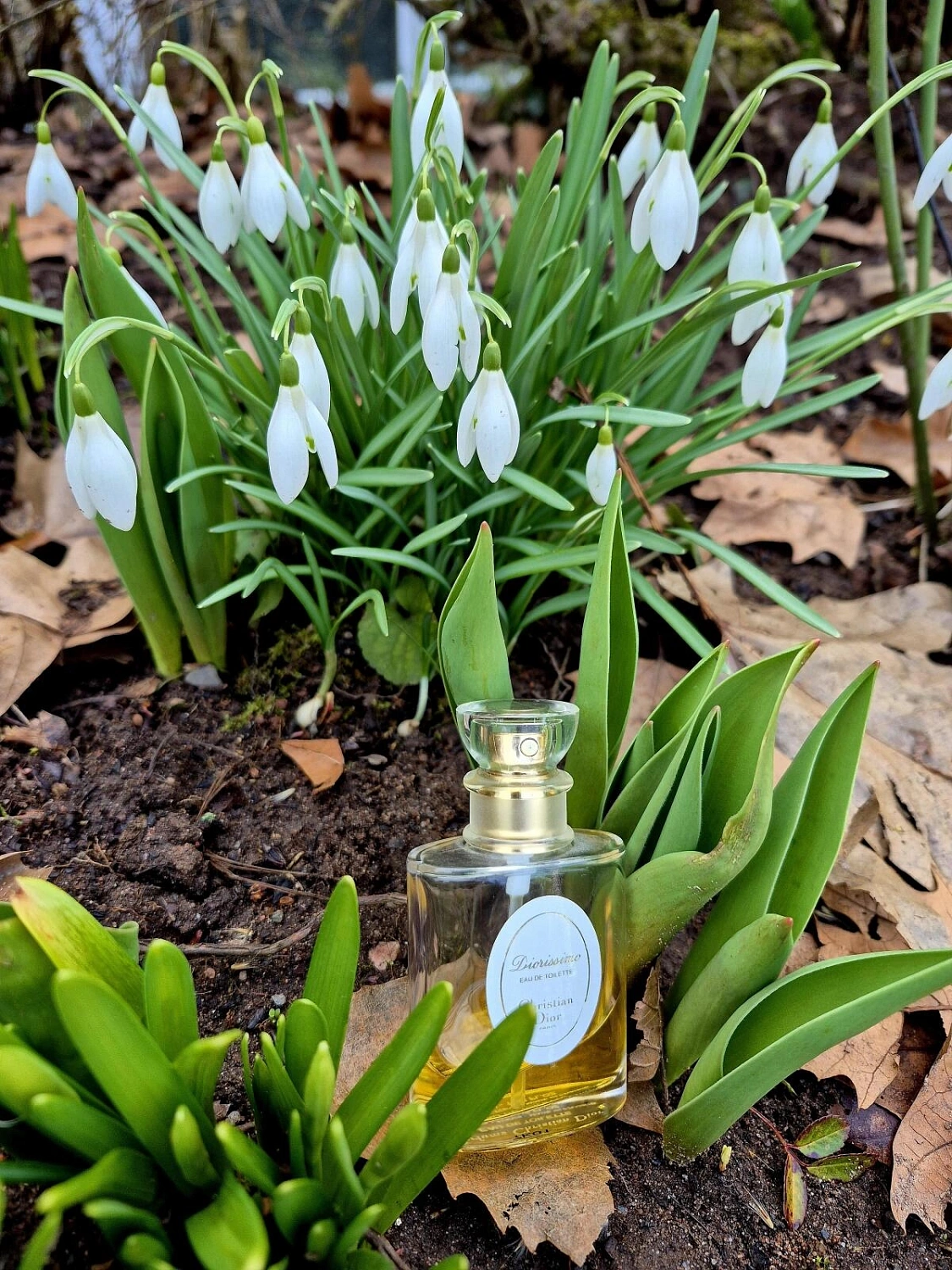 Christian Dior Diorissimo