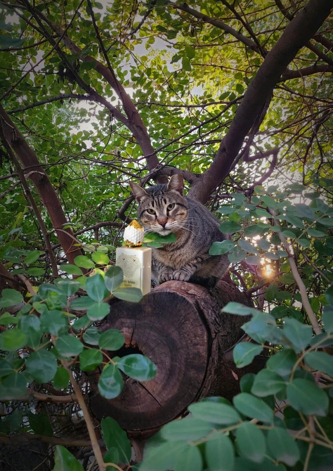 Stephane Humbert Lucas 777 Lady White Snake