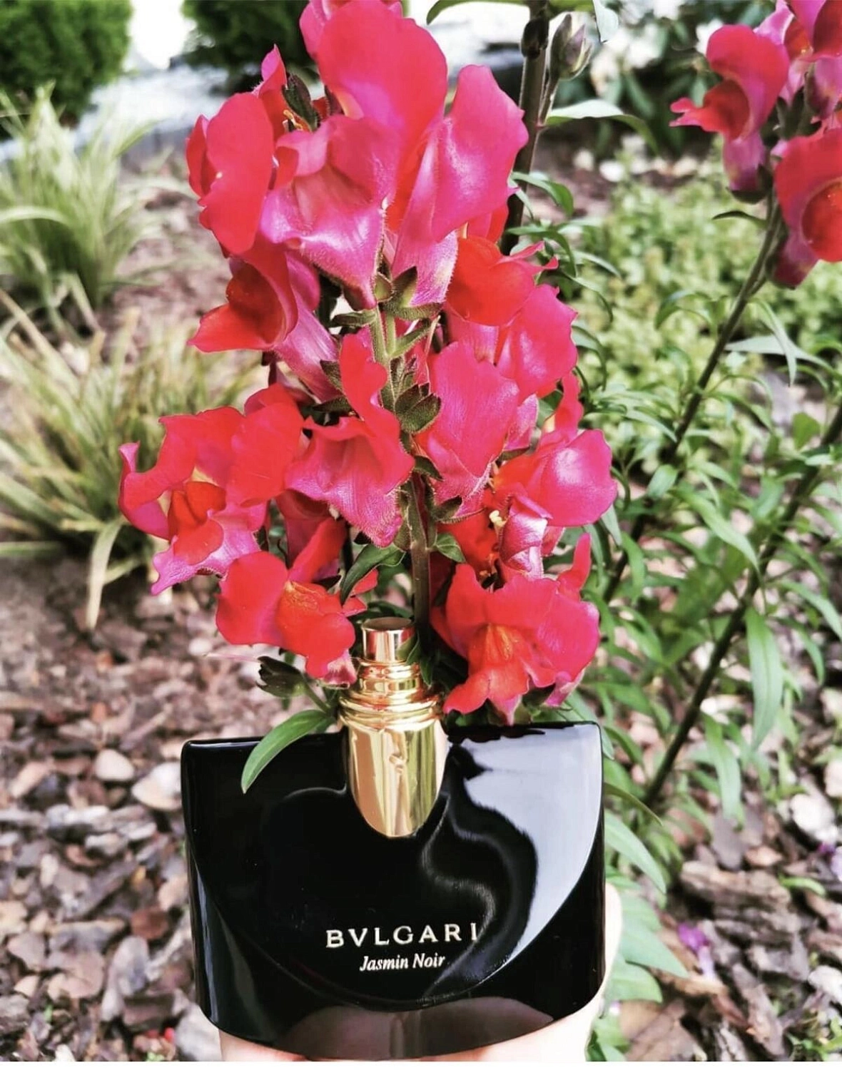 BVLGARI Jasmin Noir BVLGARI Jasmin Noir