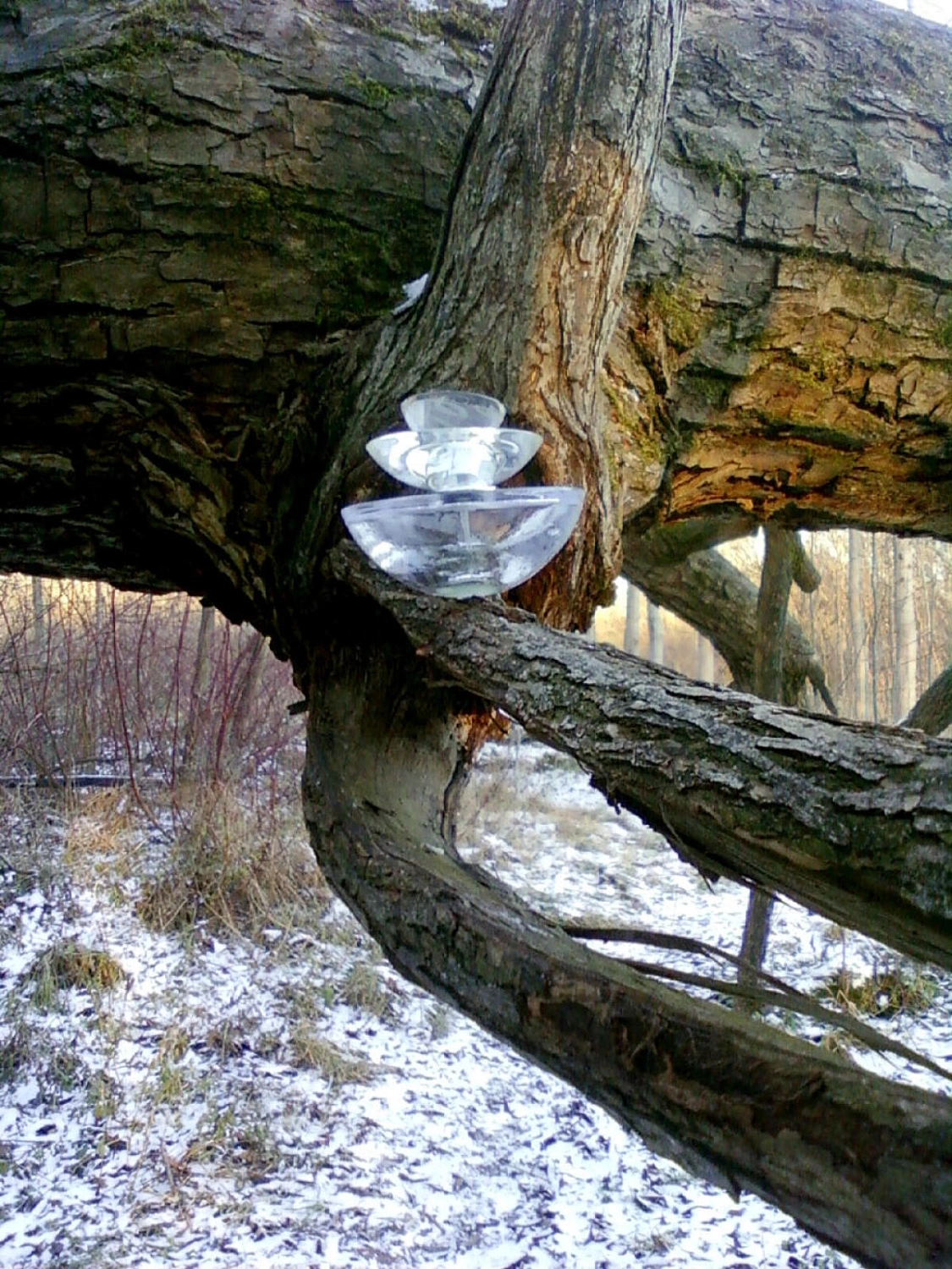 Guerlain Insolence Eau Glacee