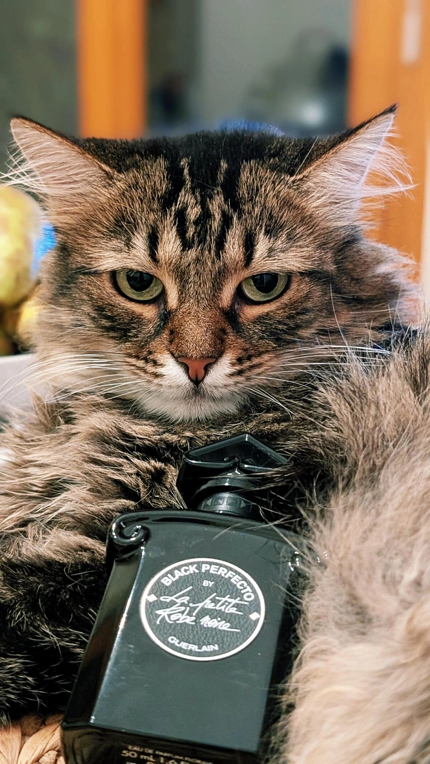 Guerlain Black Perfecto by La Petite Robe Noire 2018 Florale