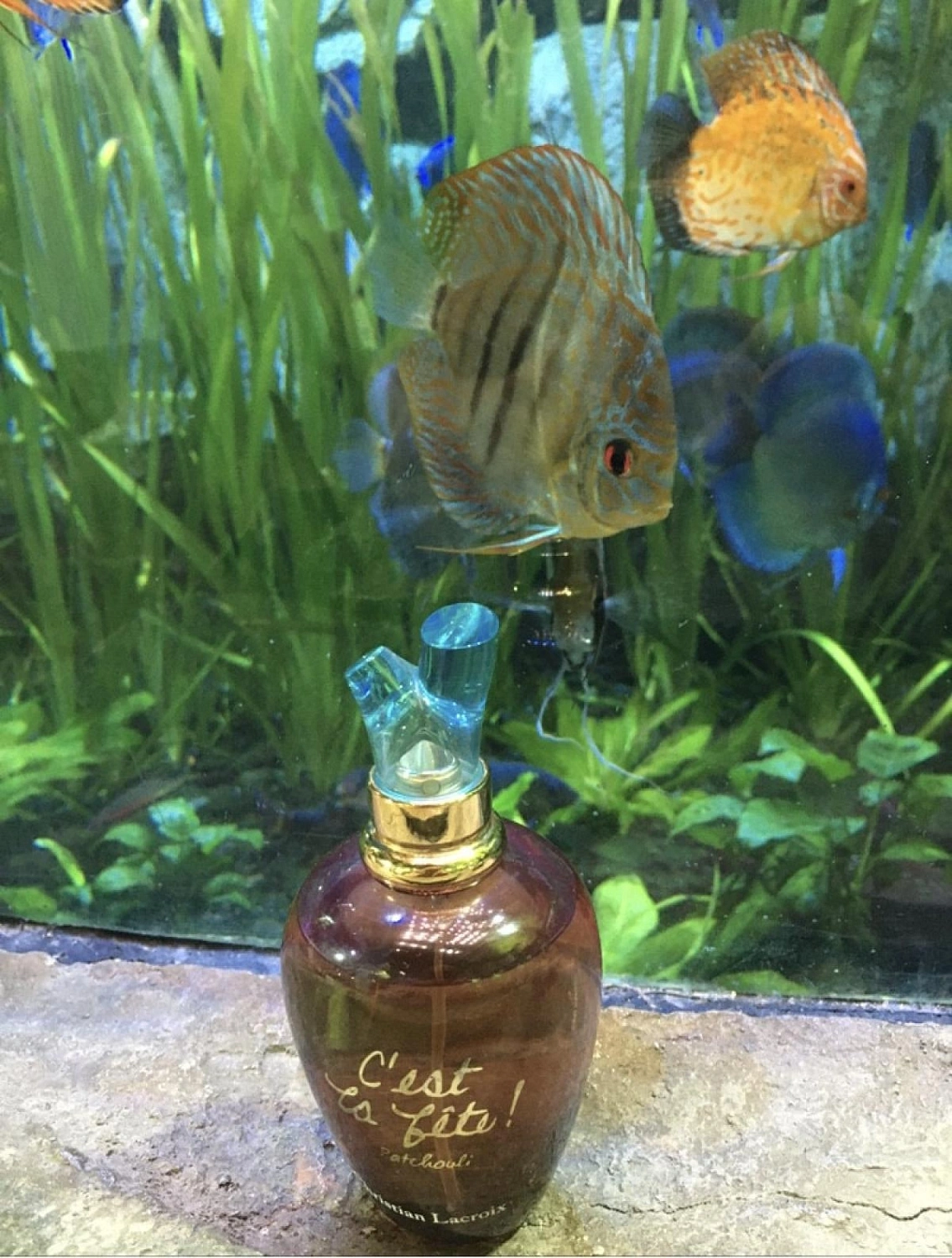 Christian Lacroix C`est la Fete Patchouli