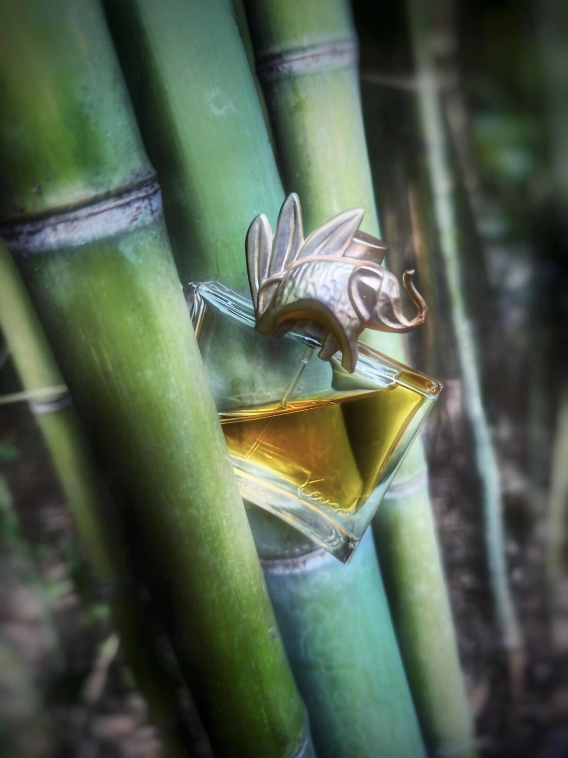 KENZO Jungle L’elephant