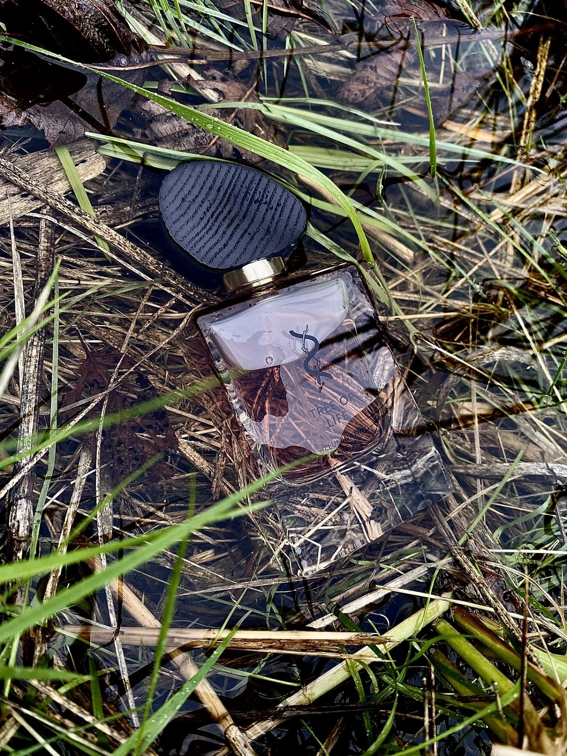 Tree of Life Illuminating Rose