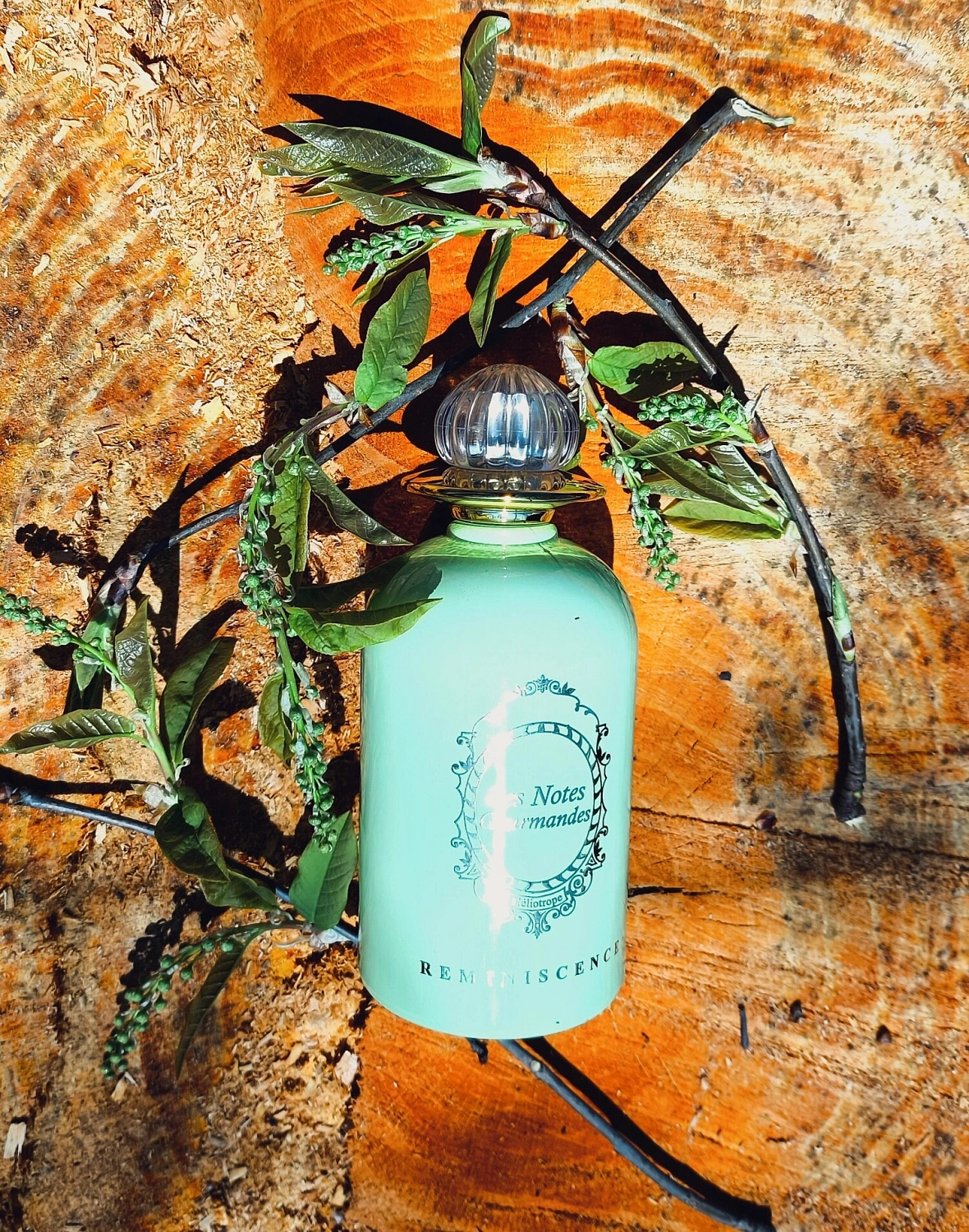 Reminiscence Heliotrope