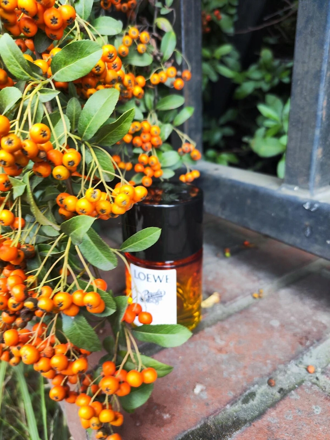 Loewe Paula's Ibiza Cosmic