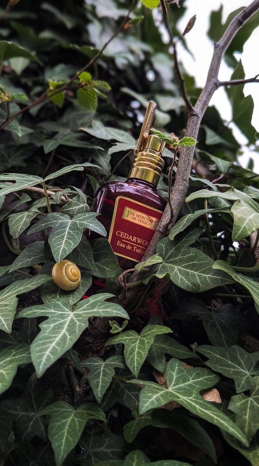 The Merchant of Venice Cedarwood