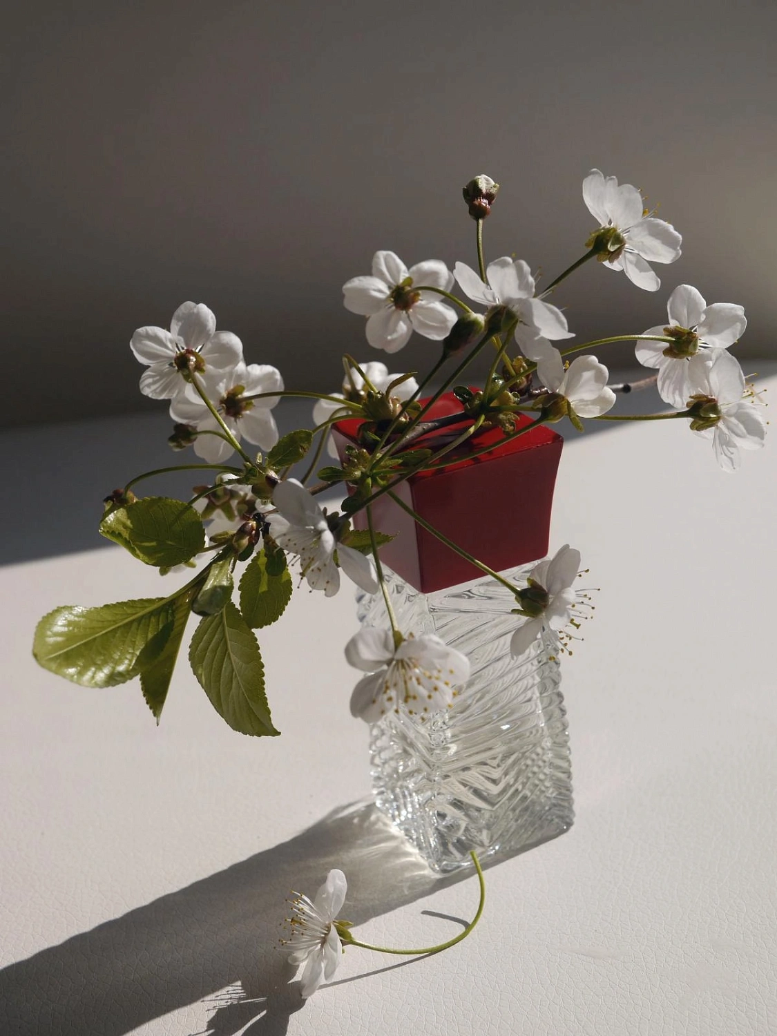 Annayake Hanami Annayake Hanami