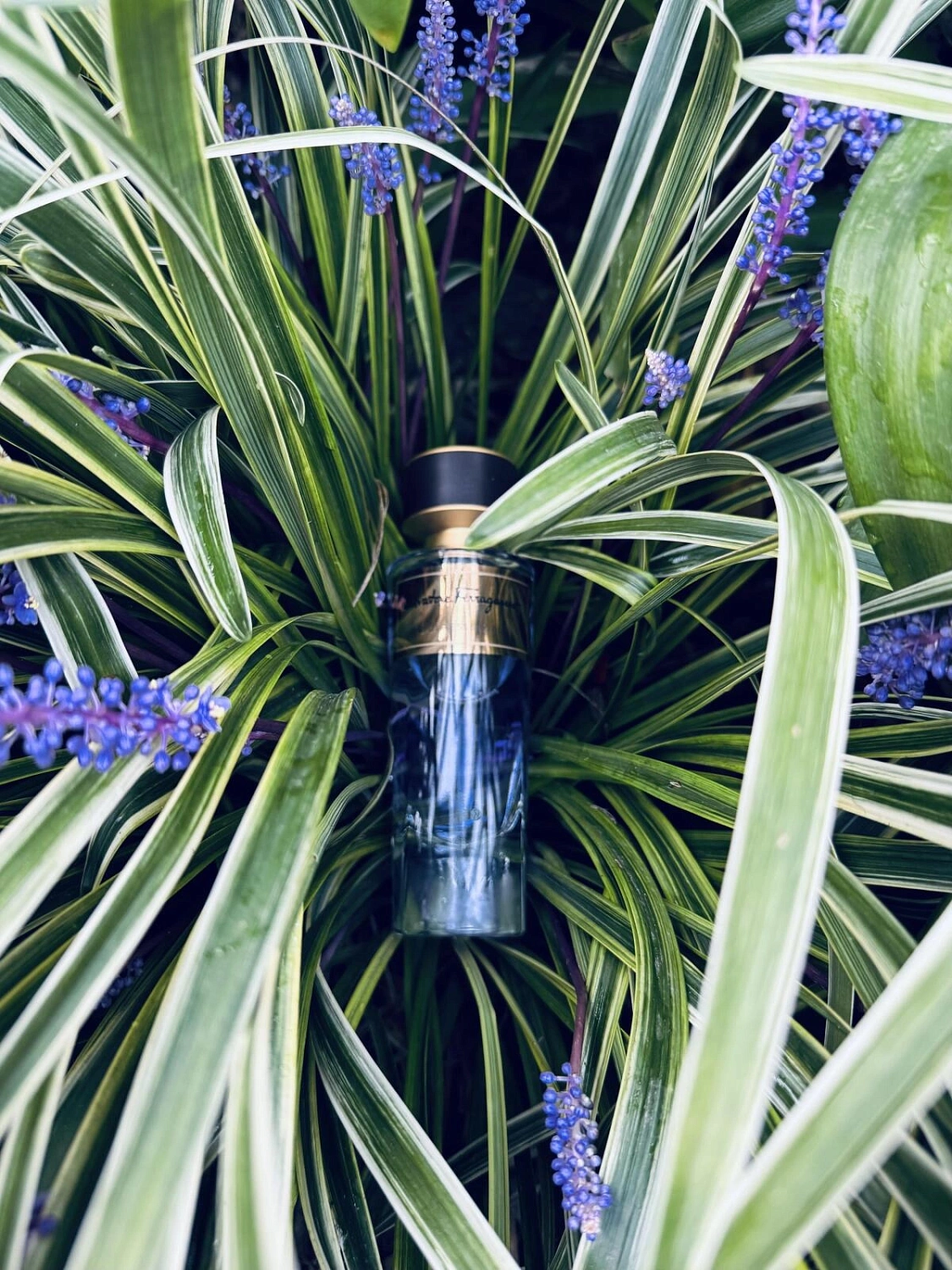 Salvatore Ferragamo Viola Essenziale