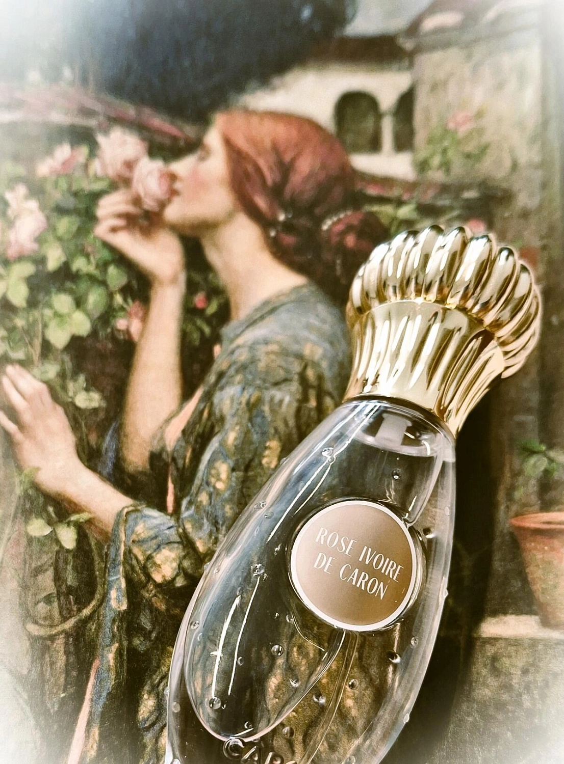 Caron Rose Ivoire